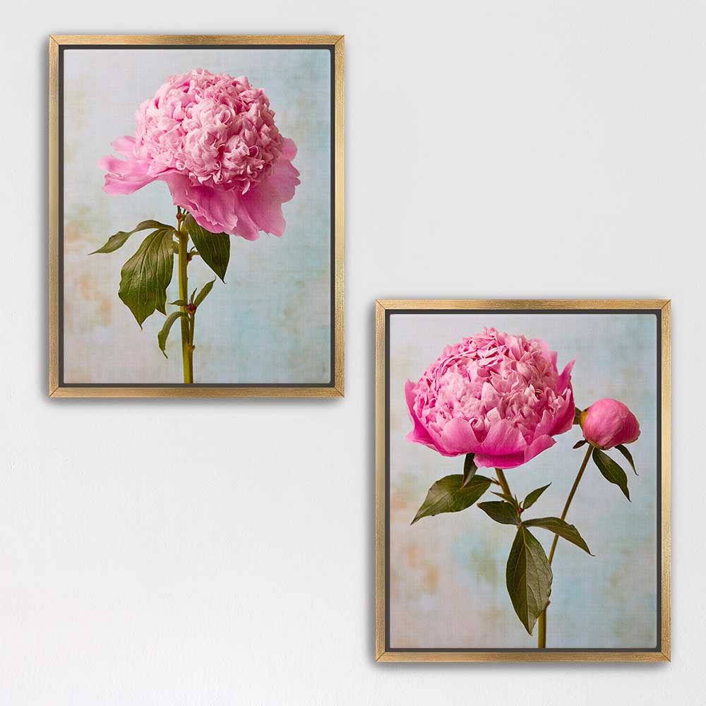 Peony Sister Duo