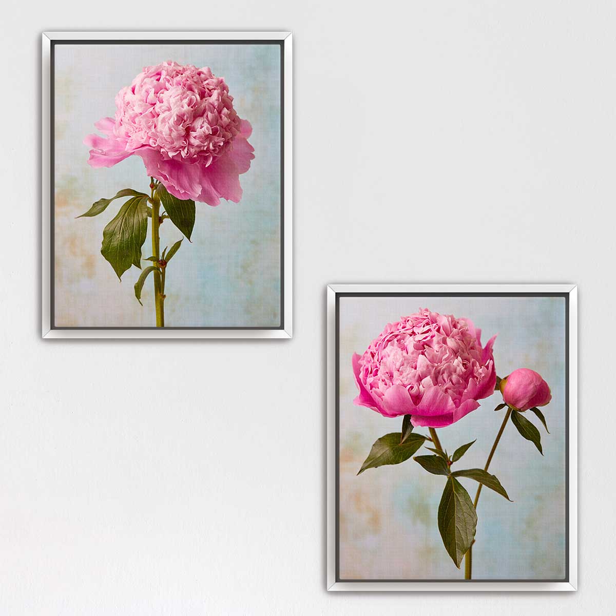 Peony Sister Duo