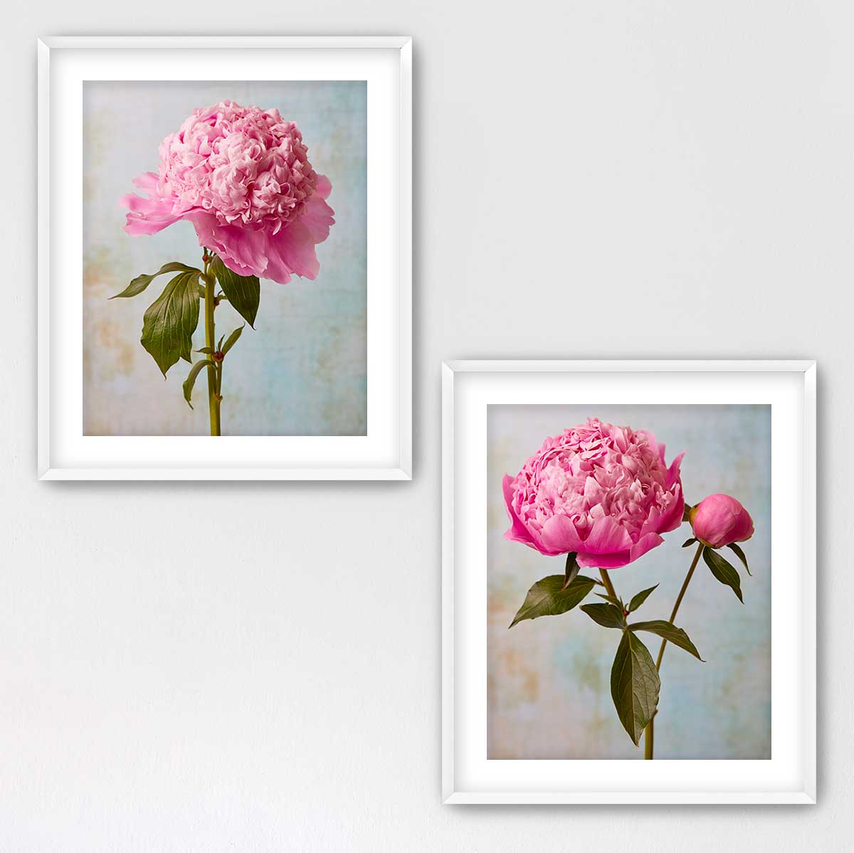 Peony Sister Duo