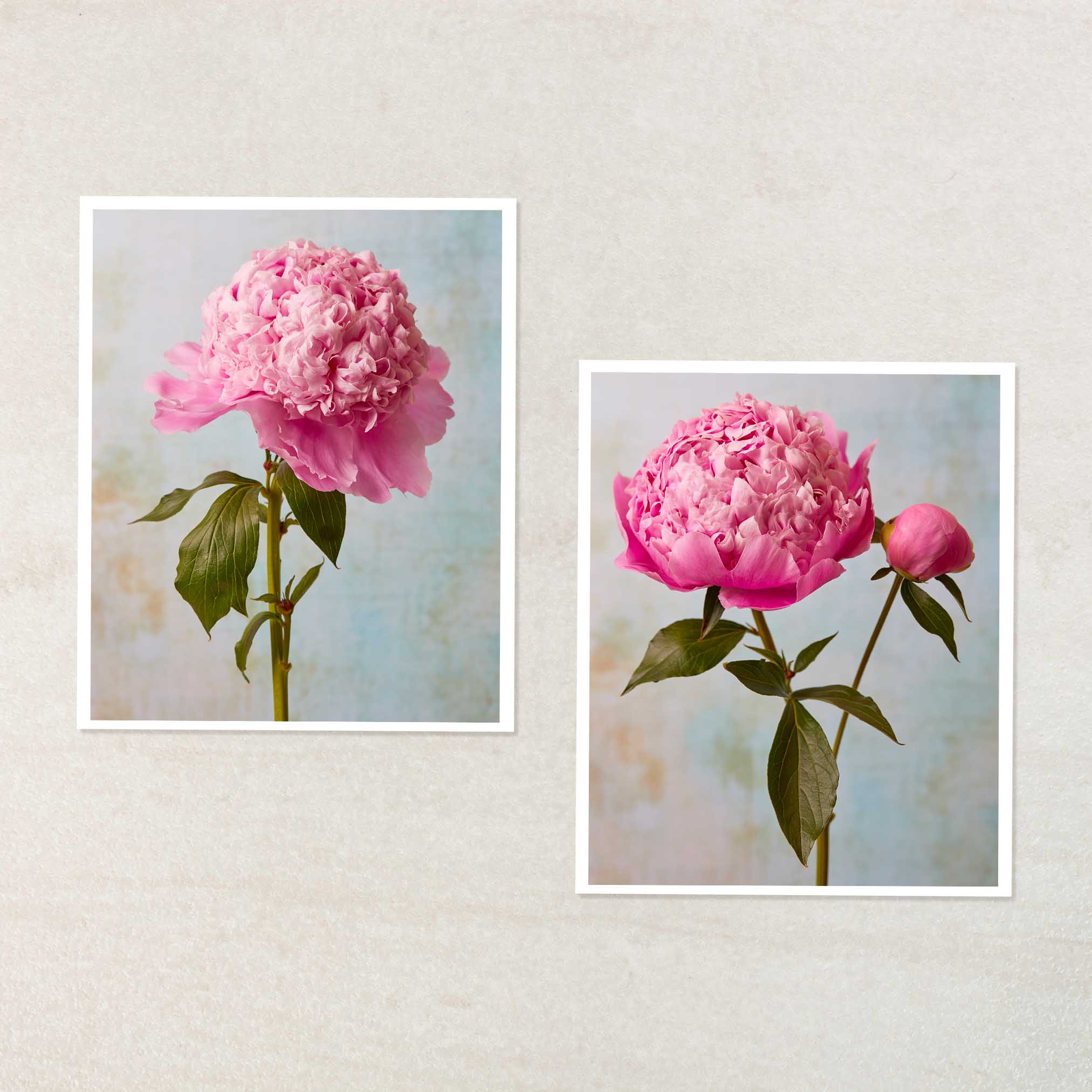 Peony Sister Duo