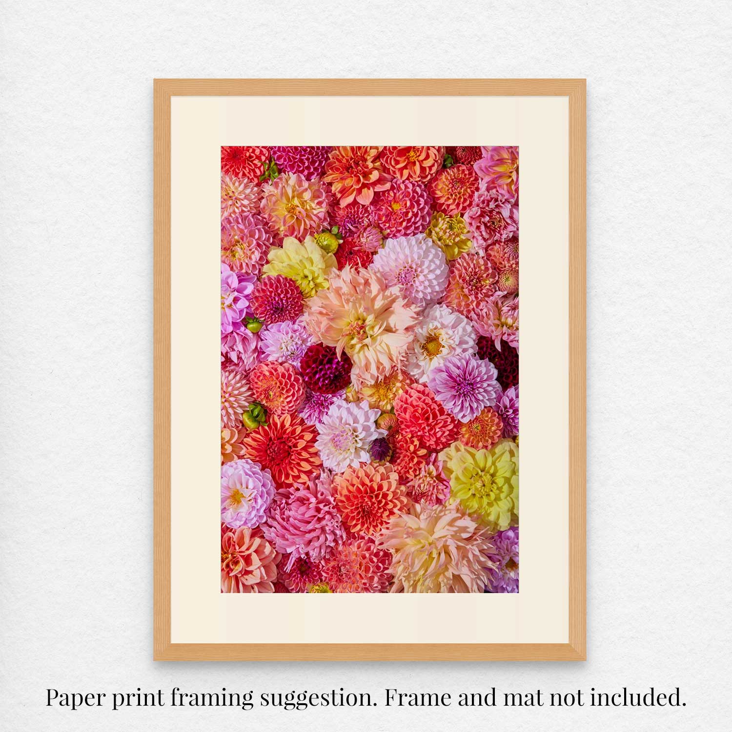 A vibrant photograph of pink, orange, and yellow dahlias is elegantly framed with a simple wooden frame and cream mat. Its captioned, Frame and mat not included. Perfect for fans of canvas wall art. Product: Blooming Radiance.