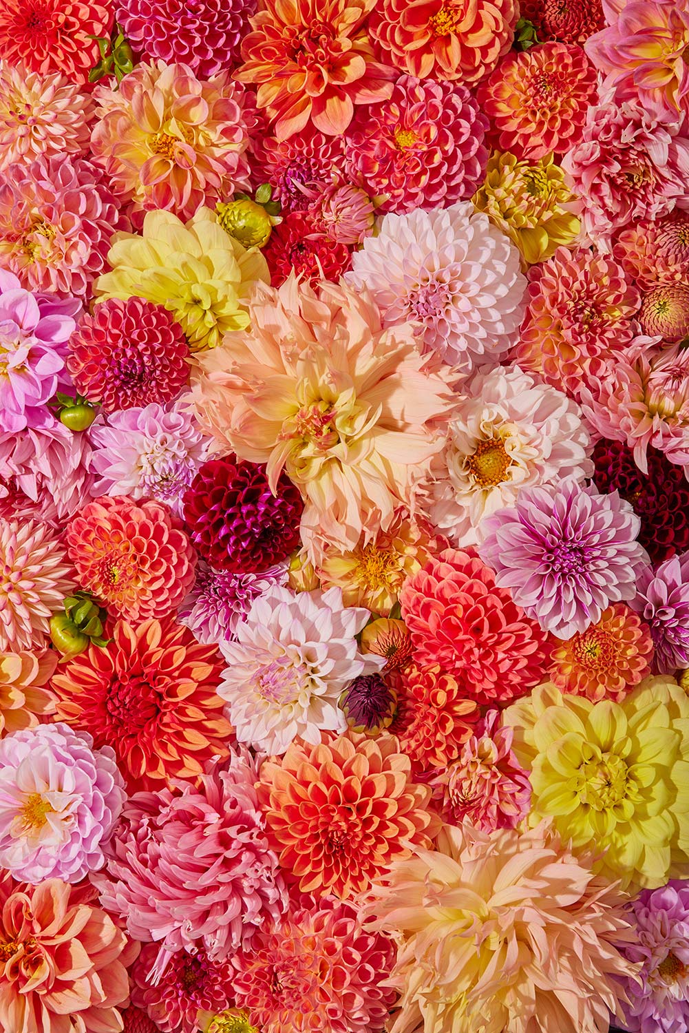 The Blooming Radiance dahlia photograph showcases a vibrant mosaic of pink, red, orange, and yellow petals, capturing the essence of blooming beauty. Ideal for canvas wall art, it brightens any space.