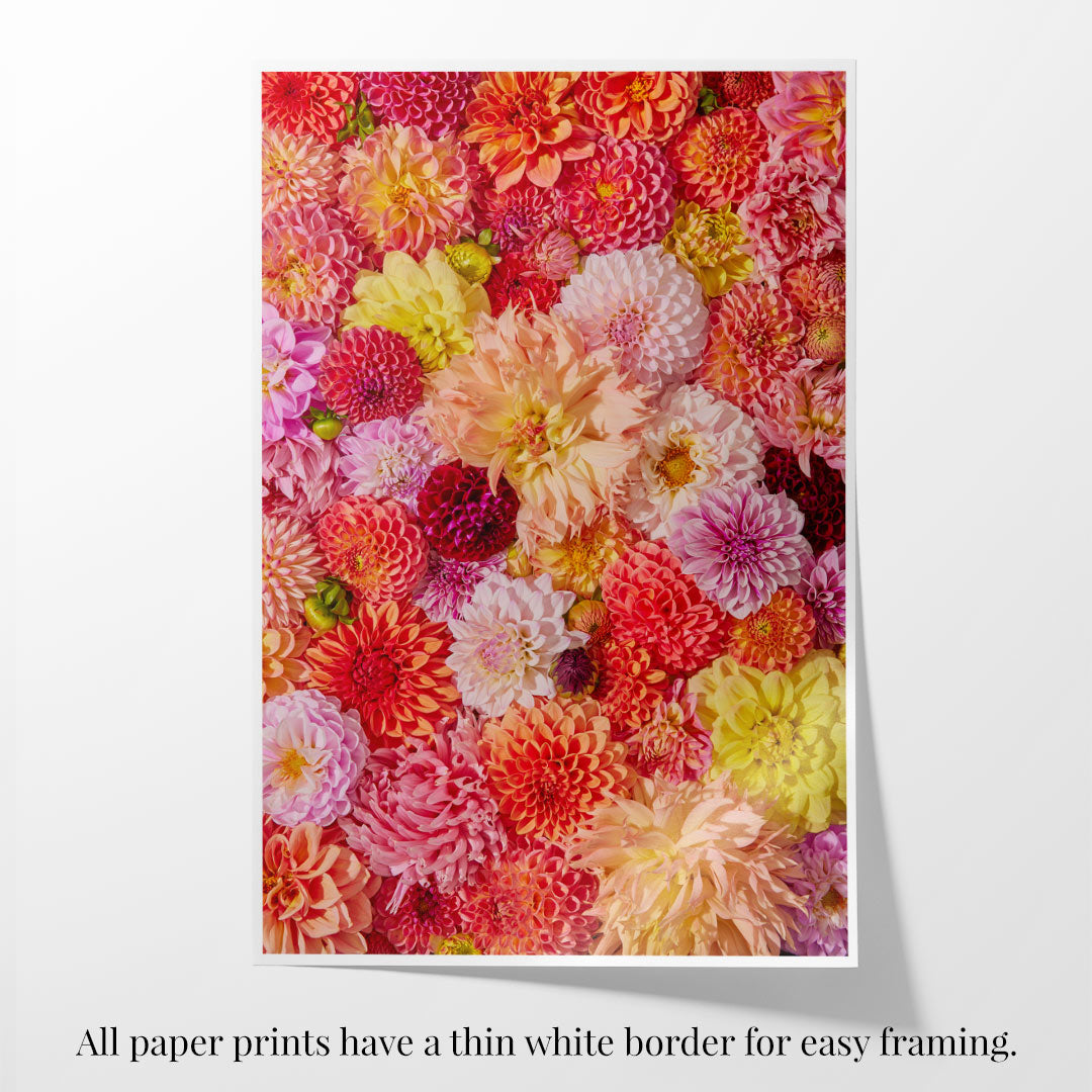 The Blooming Radiance print displays a lively floral pattern with dahlias in red, pink, orange, and yellow. It features a thin white border, perfect for framing. Note: All paper prints include this border for easy framing.