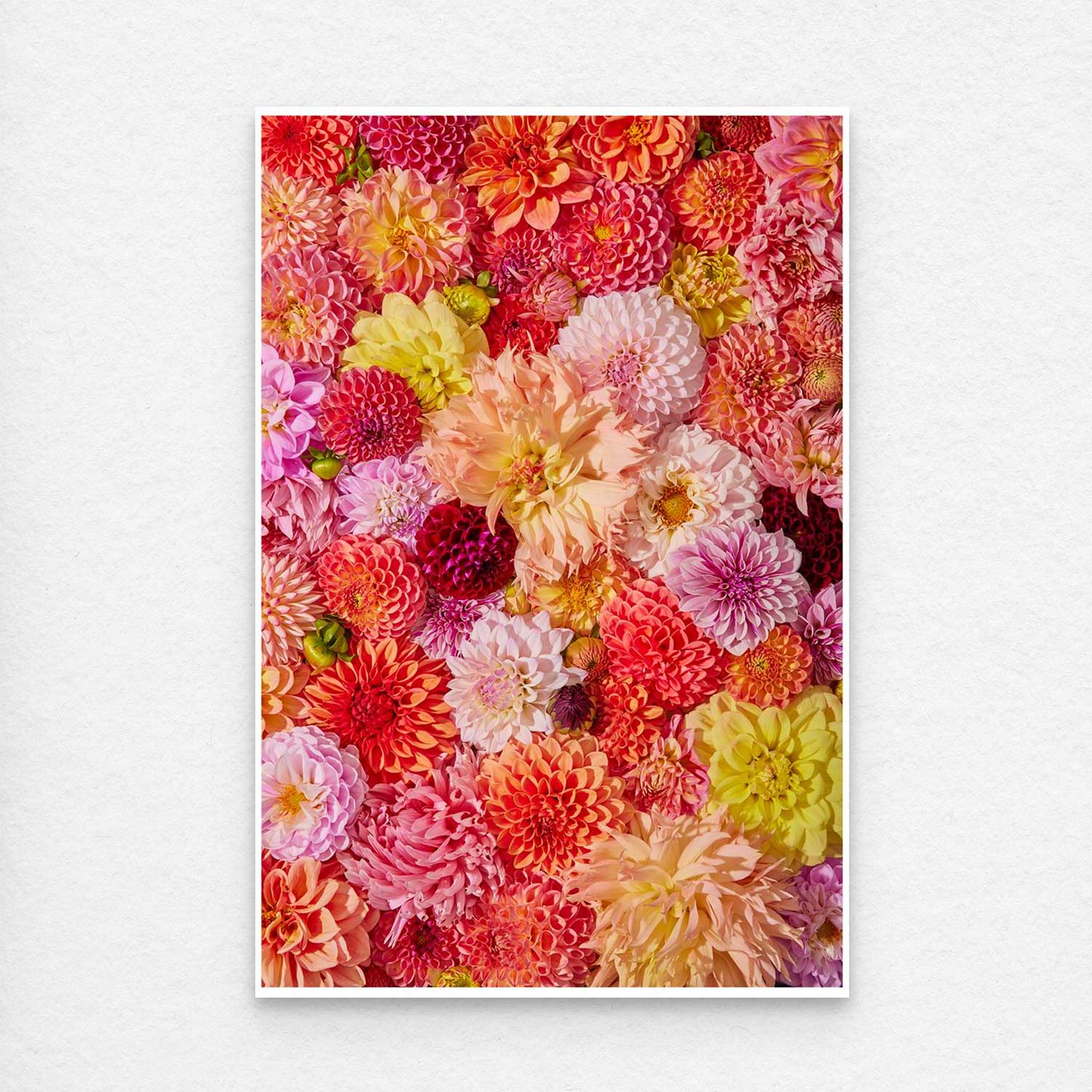 The Blooming Radiance photograph displays a stunning assembly of dahlias in pink, orange, yellow, and red hues. Their diverse petal shapes and sizes form a vibrant floral tapestry ideal for canvas wall art.