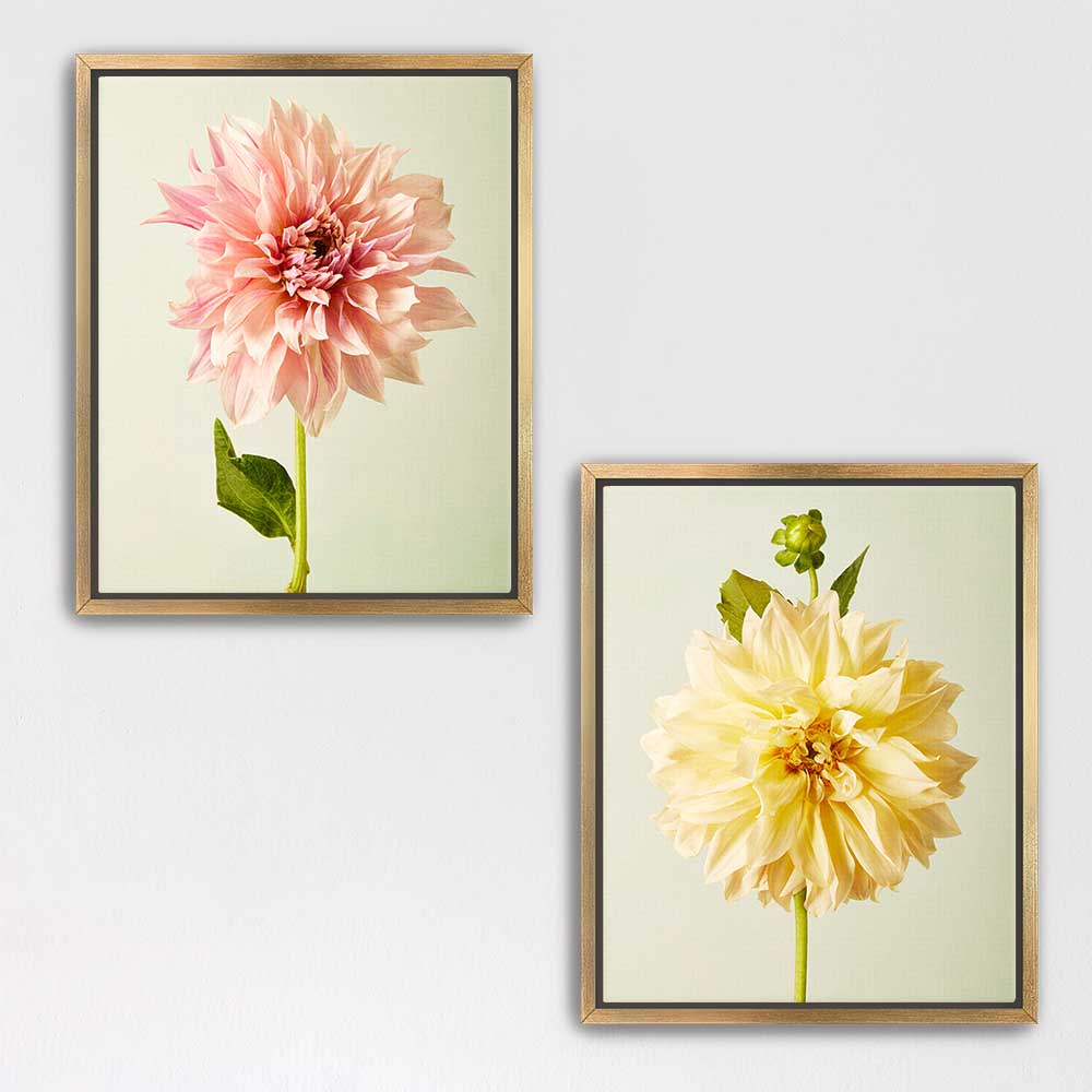 Cafe Au Lait Dahlia Duo