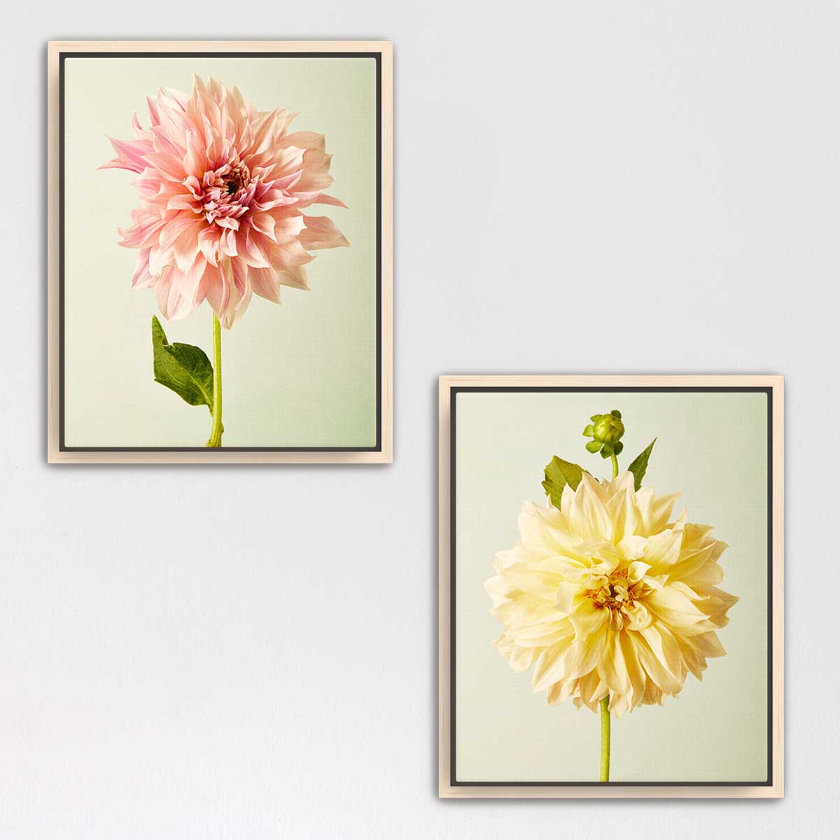 Cafe Au Lait Dahlia Duo
