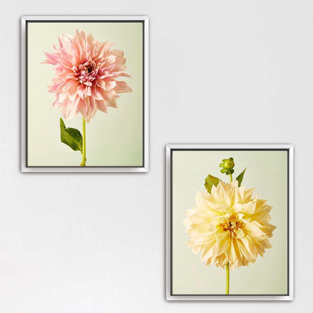 Cafe Au Lait Dahlia Duo