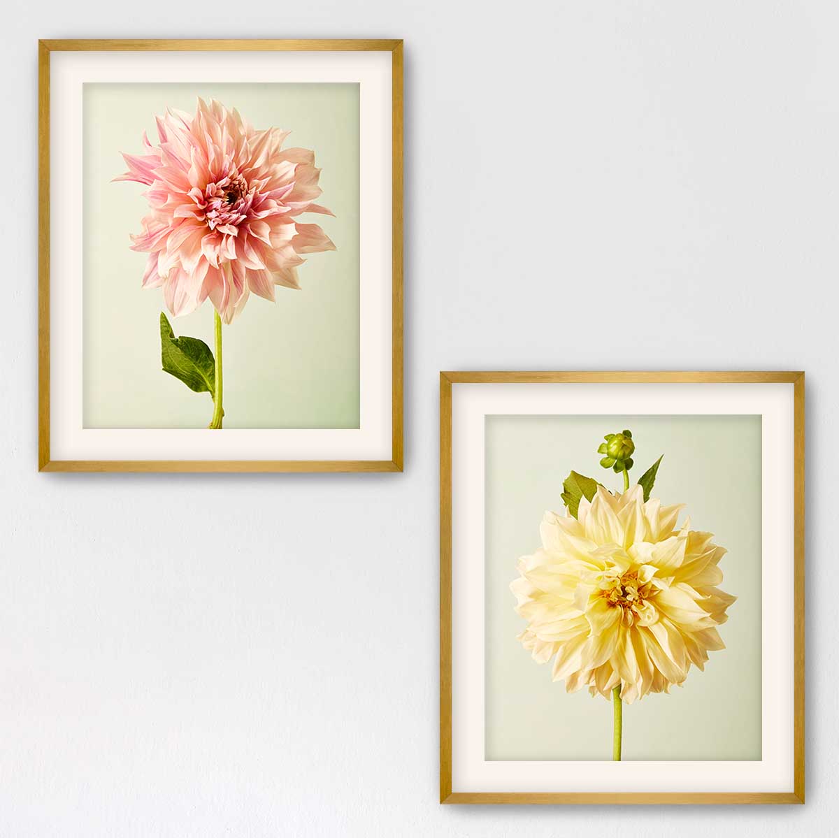 Cafe Au Lait Dahlia Duo