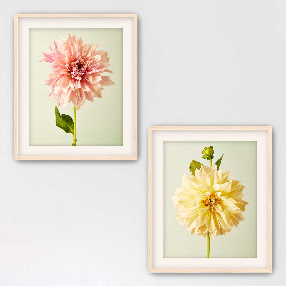 Cafe Au Lait Dahlia Duo