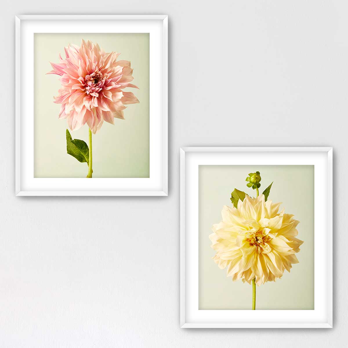Cafe Au Lait Dahlia Duo