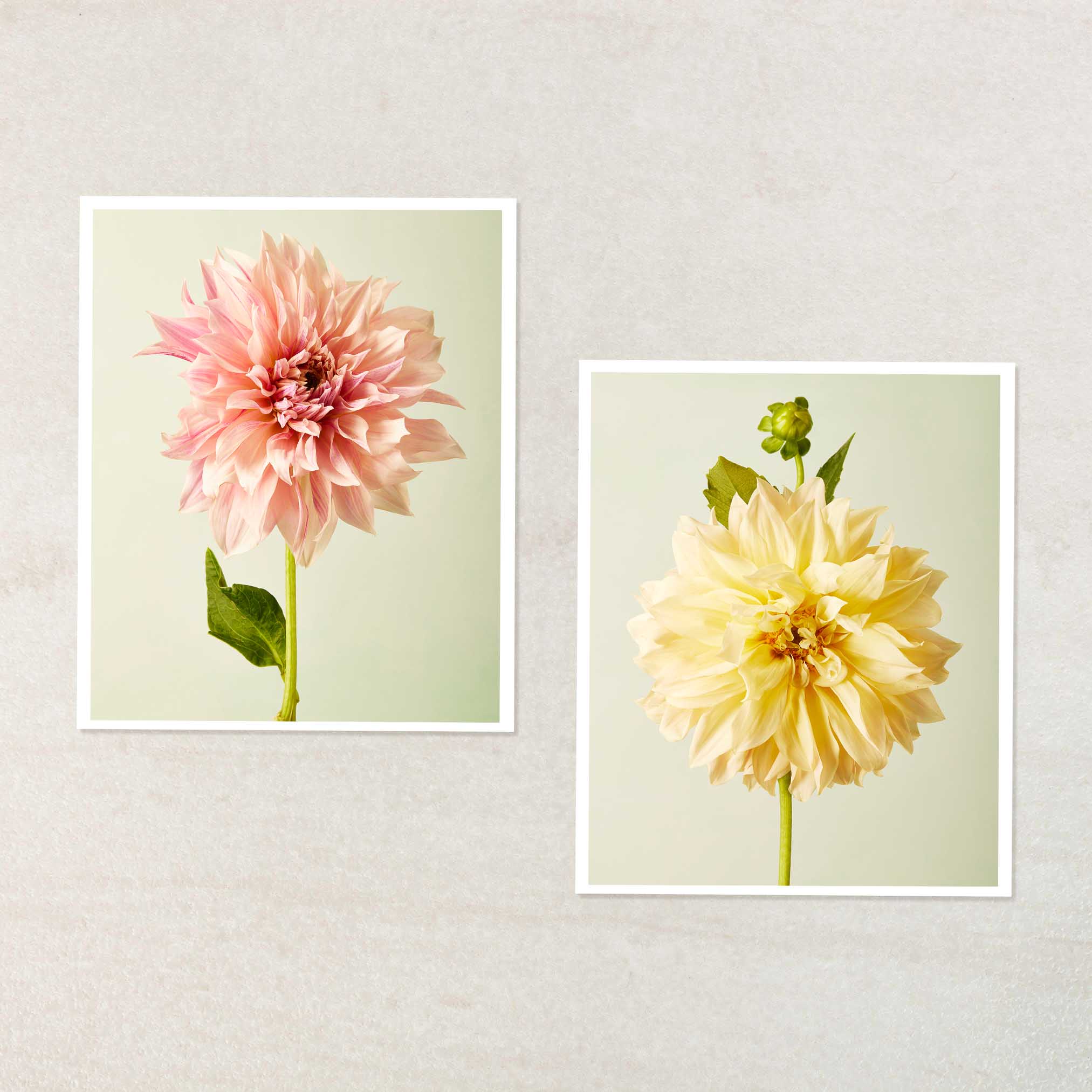 Cafe Au Lait Dahlia Duo