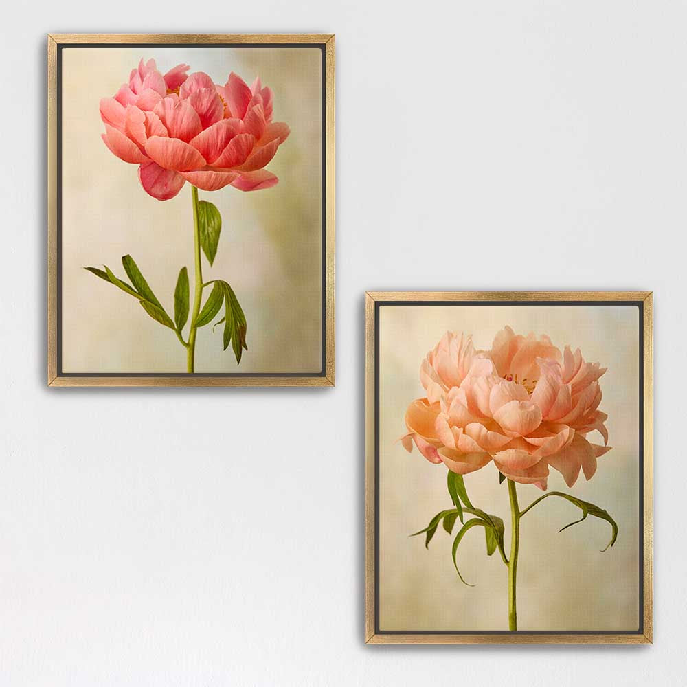 Coral Charm Peony Duo