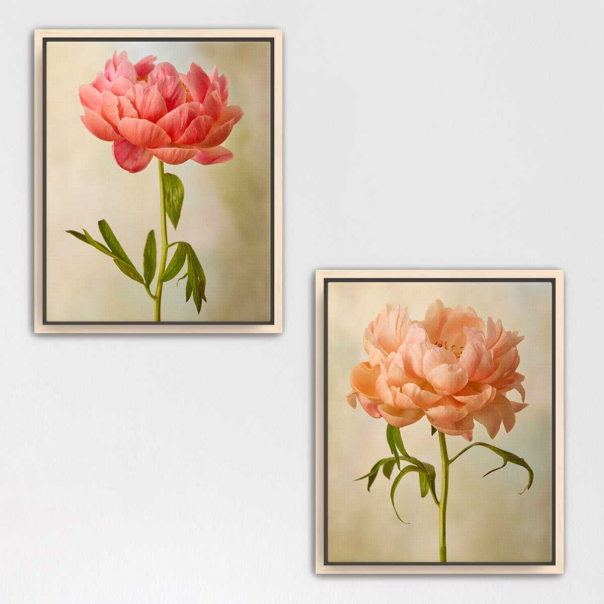 Coral Charm Peony Duo
