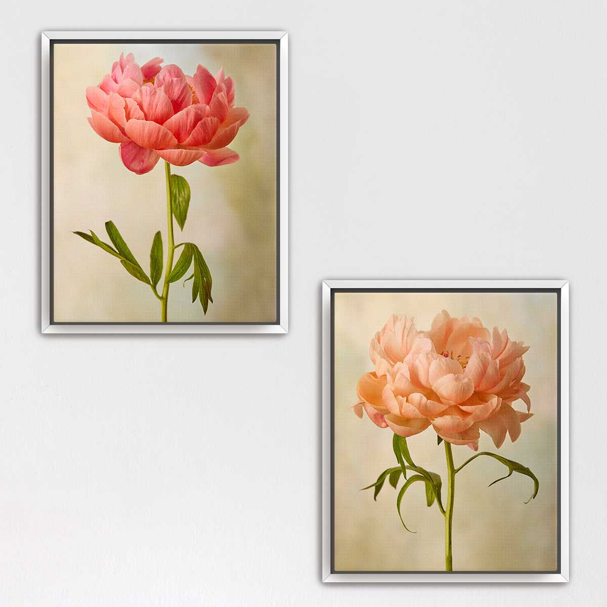 Coral Charm Peony Duo