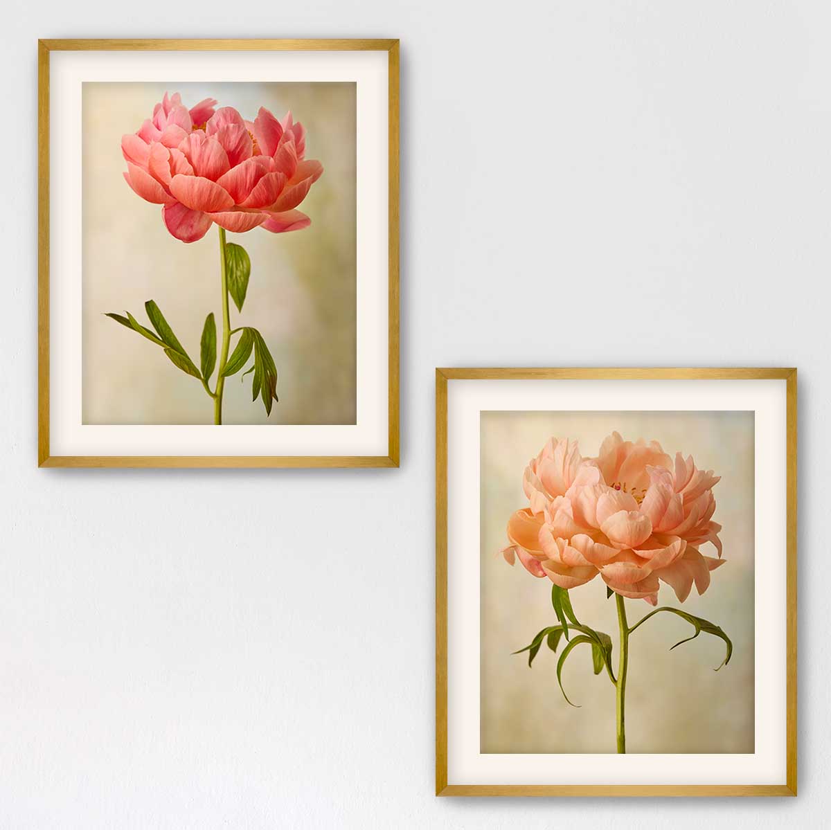 Coral Charm Peony Duo