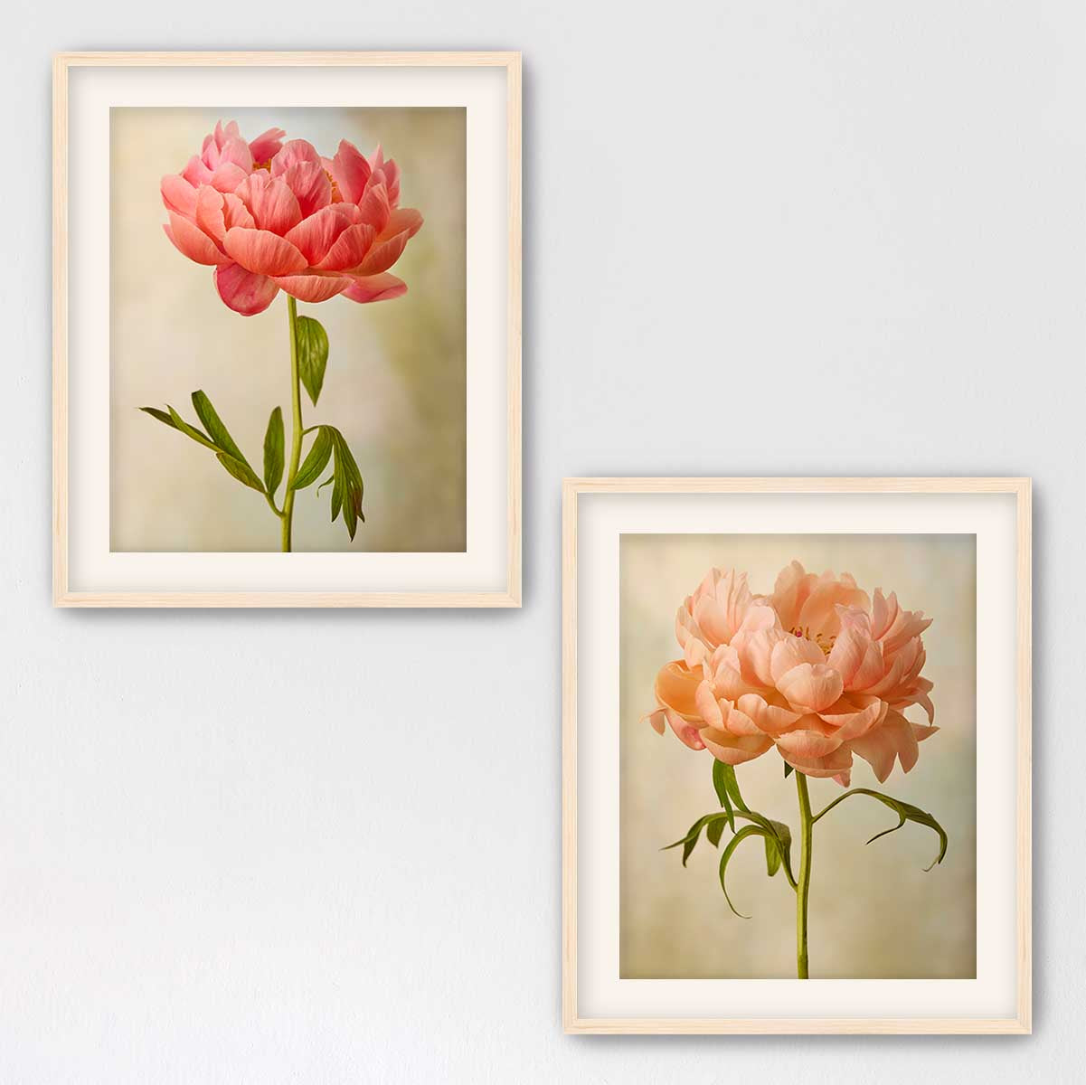 Coral Charm Peony Duo