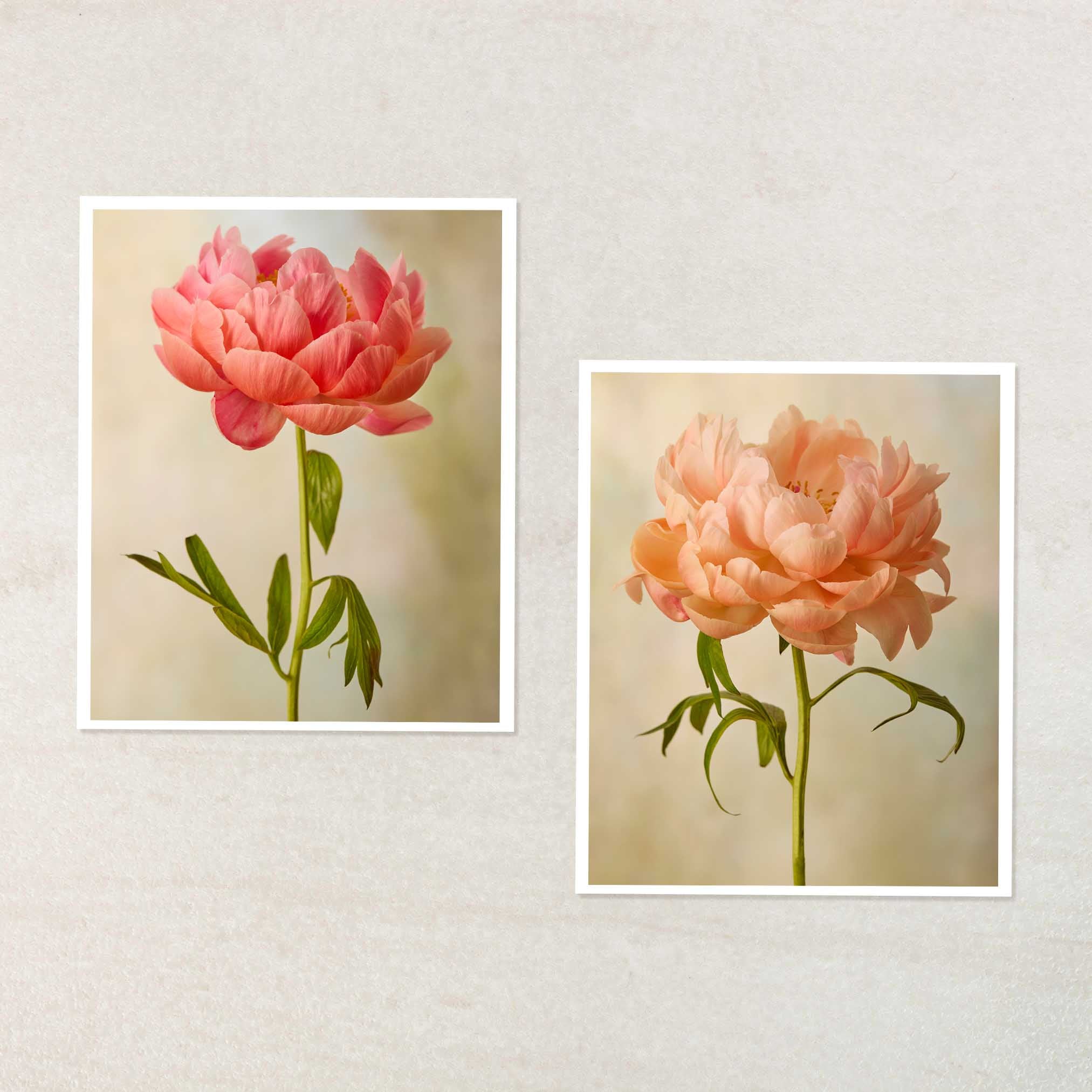 Coral Charm Peony Duo