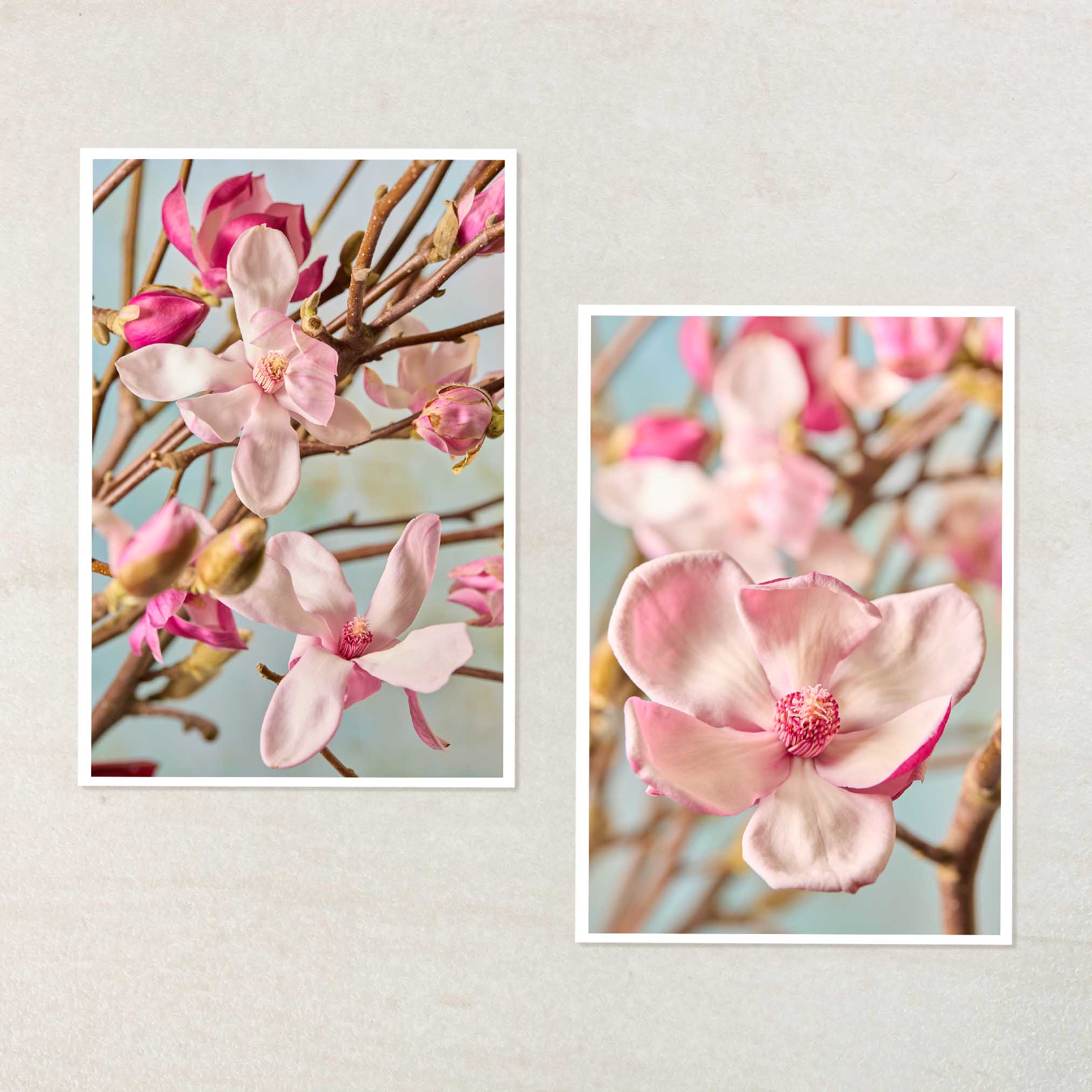 Magnolia Duo