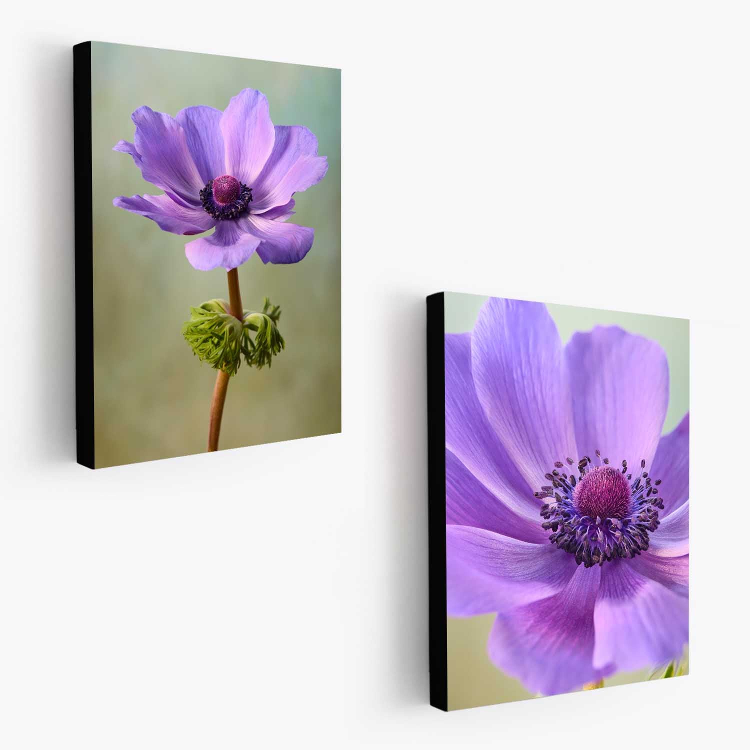 Purple Anemone Duo