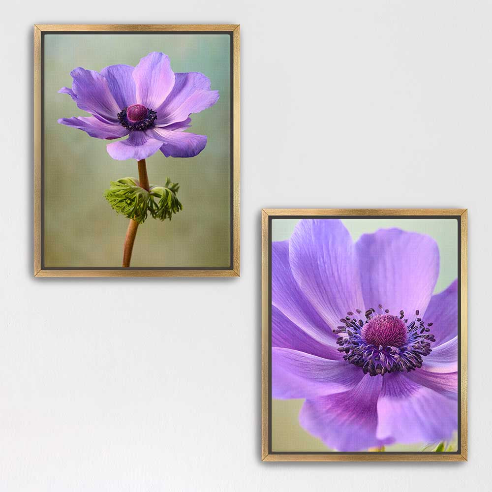Purple Anemone Duo