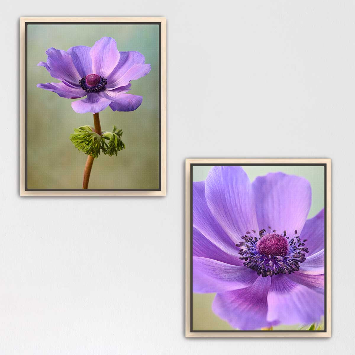 Purple Anemone Duo