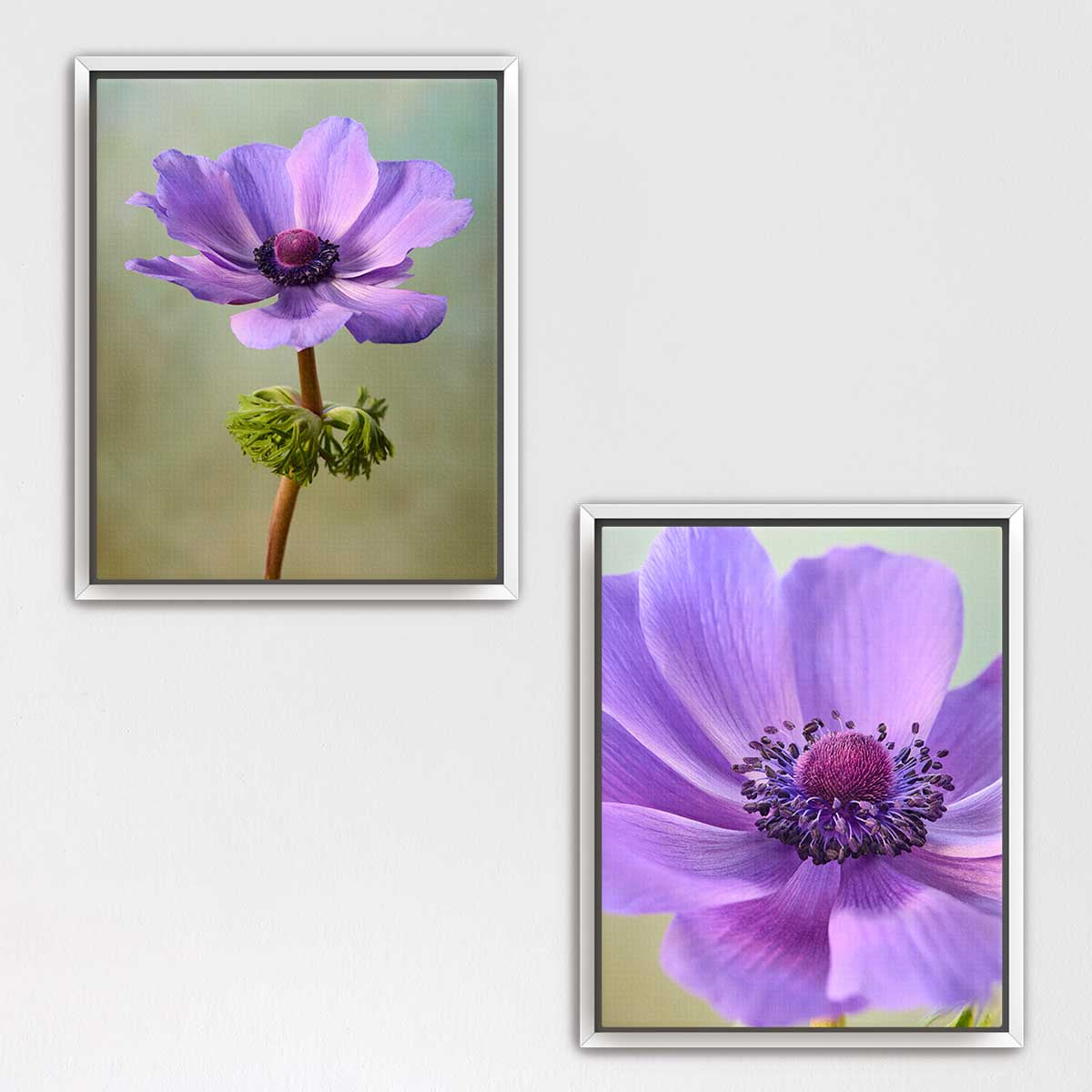 Purple Anemone Duo