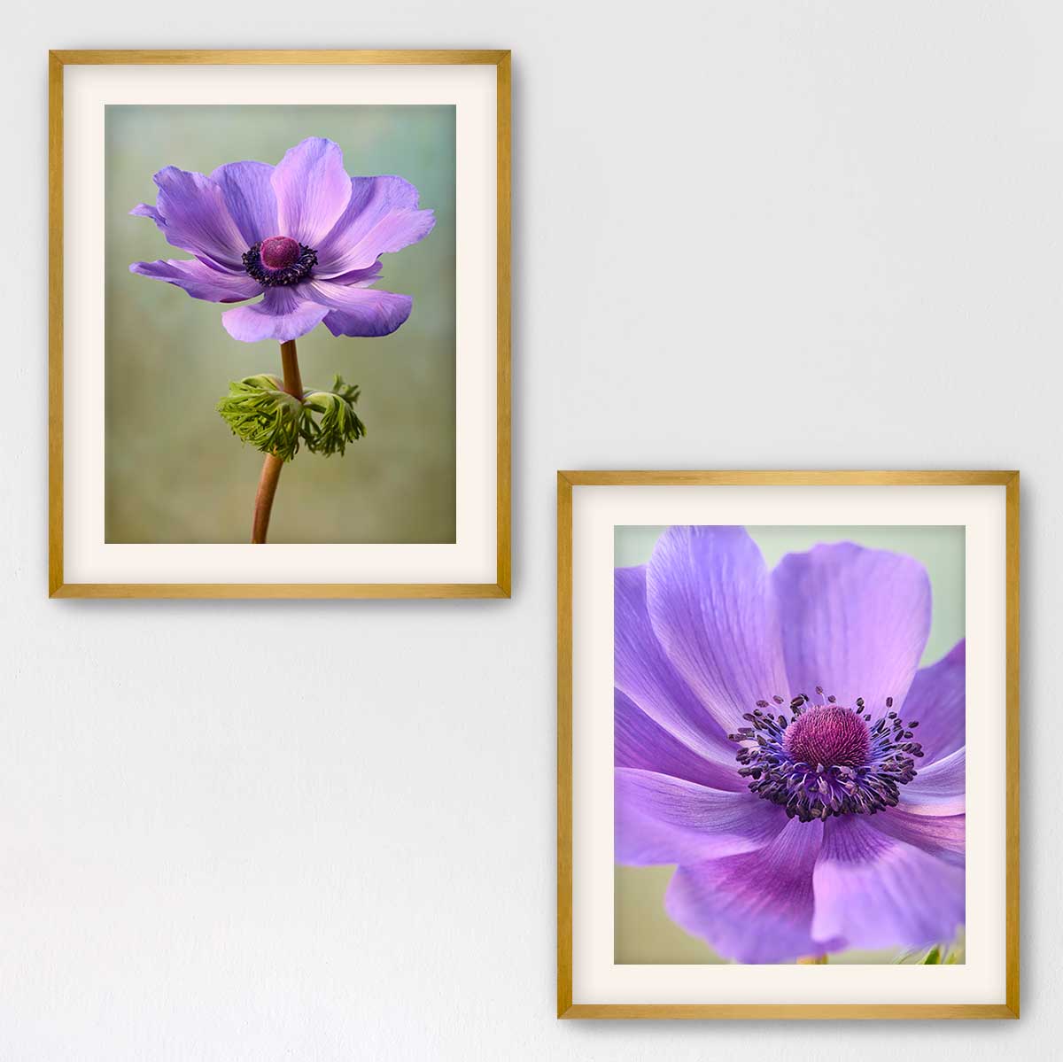 Purple Anemone Duo