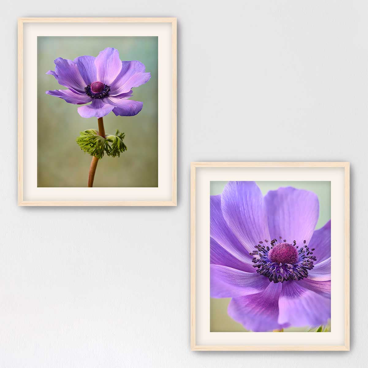 Purple Anemone Duo
