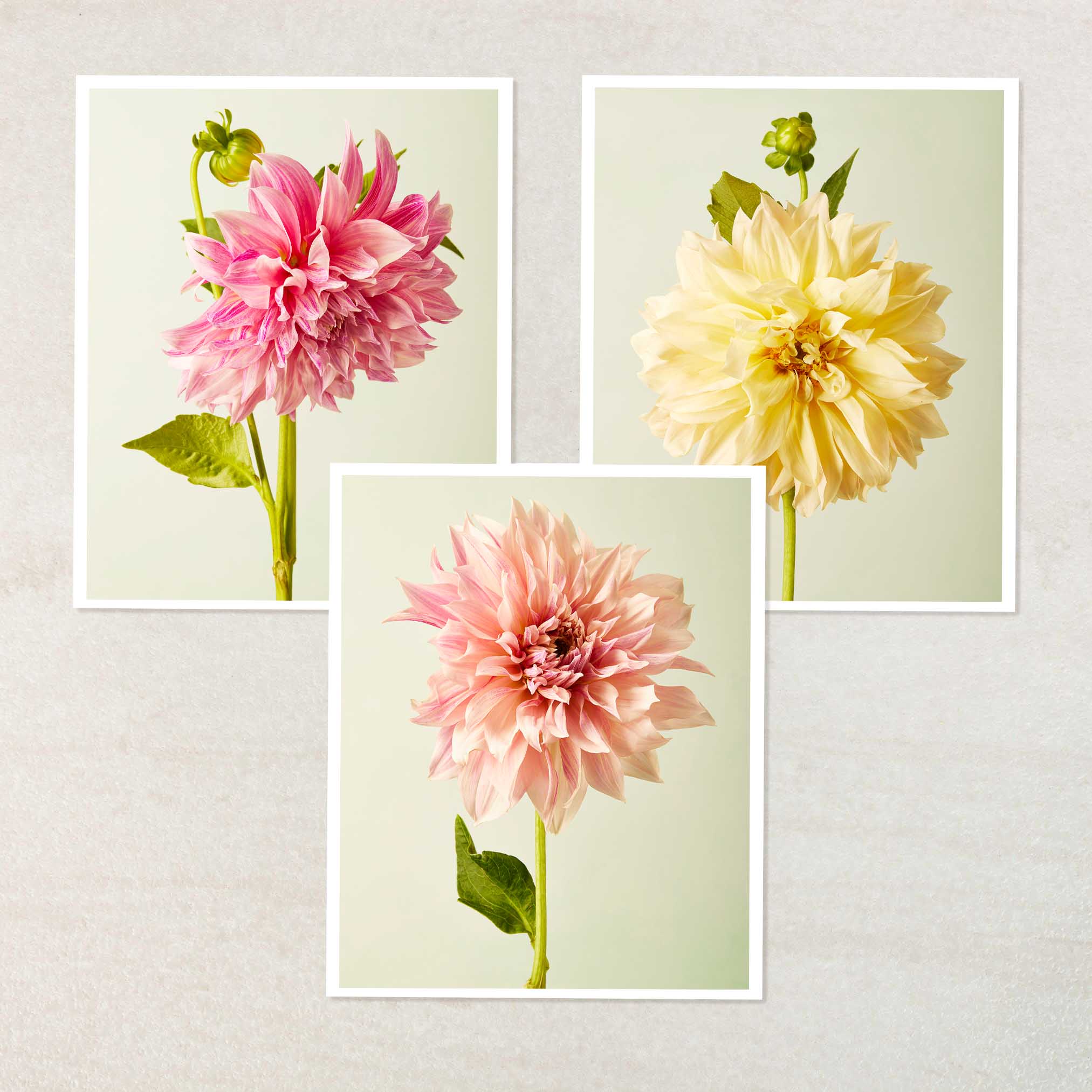 Cafe Au Lait Dahlia- 3 Piece Art Set