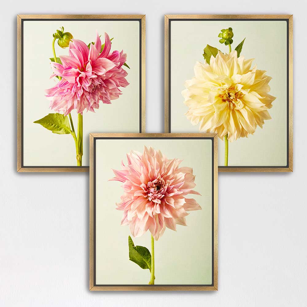 Cafe Au Lait Dahlia- 3 Piece Art Set