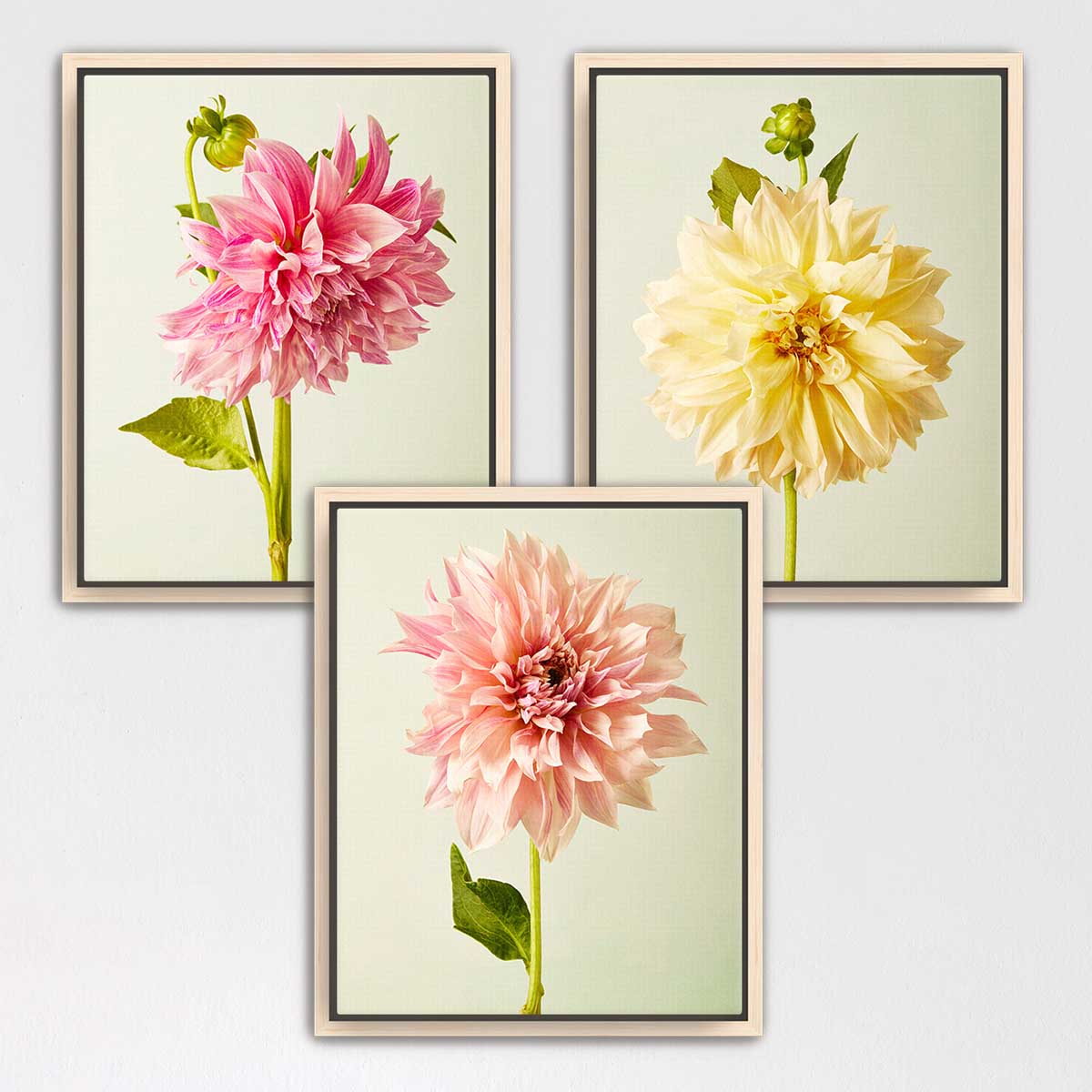 Cafe Au Lait Dahlia- 3 Piece Art Set