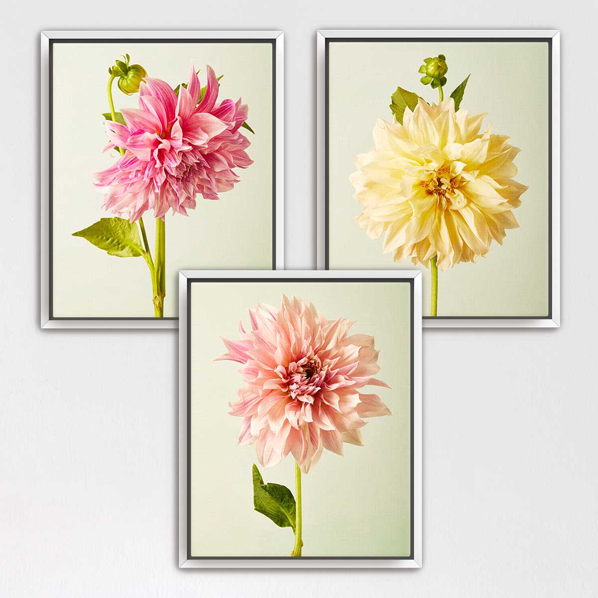Cafe Au Lait Dahlia- 3 Piece Art Set