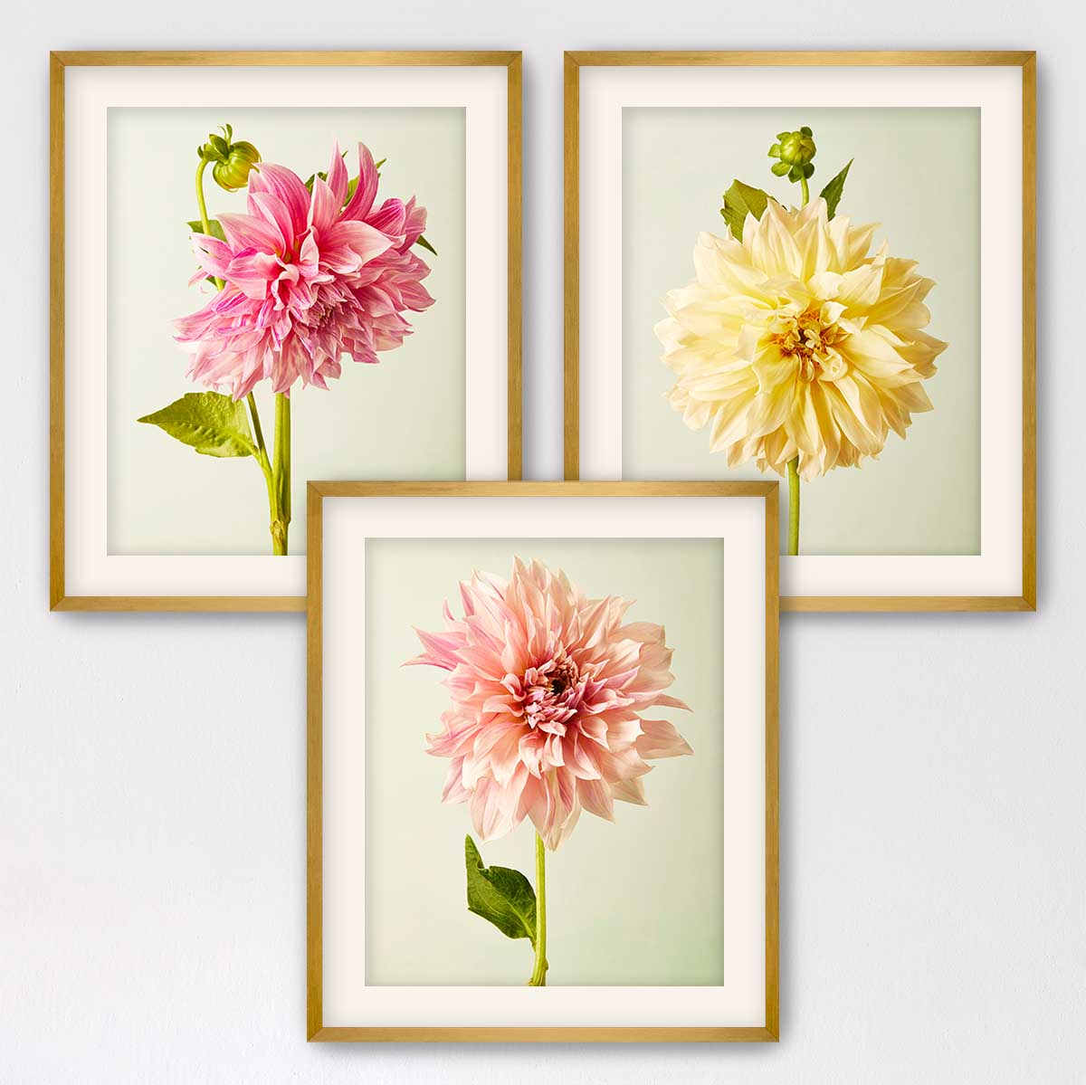 Cafe Au Lait Dahlia- 3 Piece Art Set