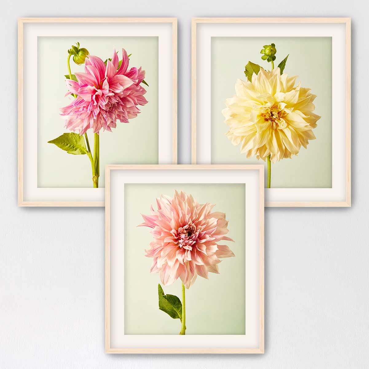 Cafe Au Lait Dahlia- 3 Piece Art Set