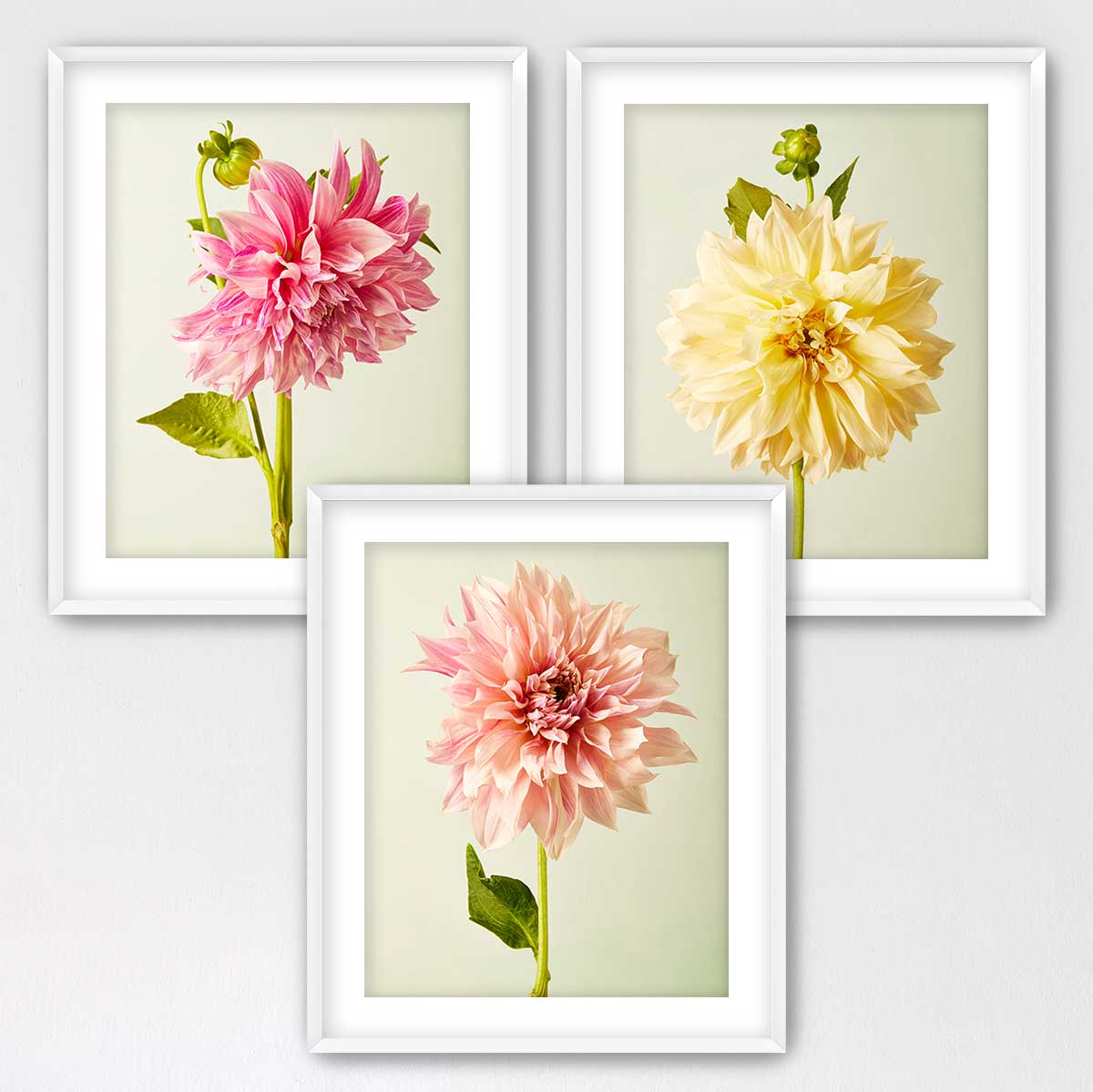 Cafe Au Lait Dahlia- 3 Piece Art Set