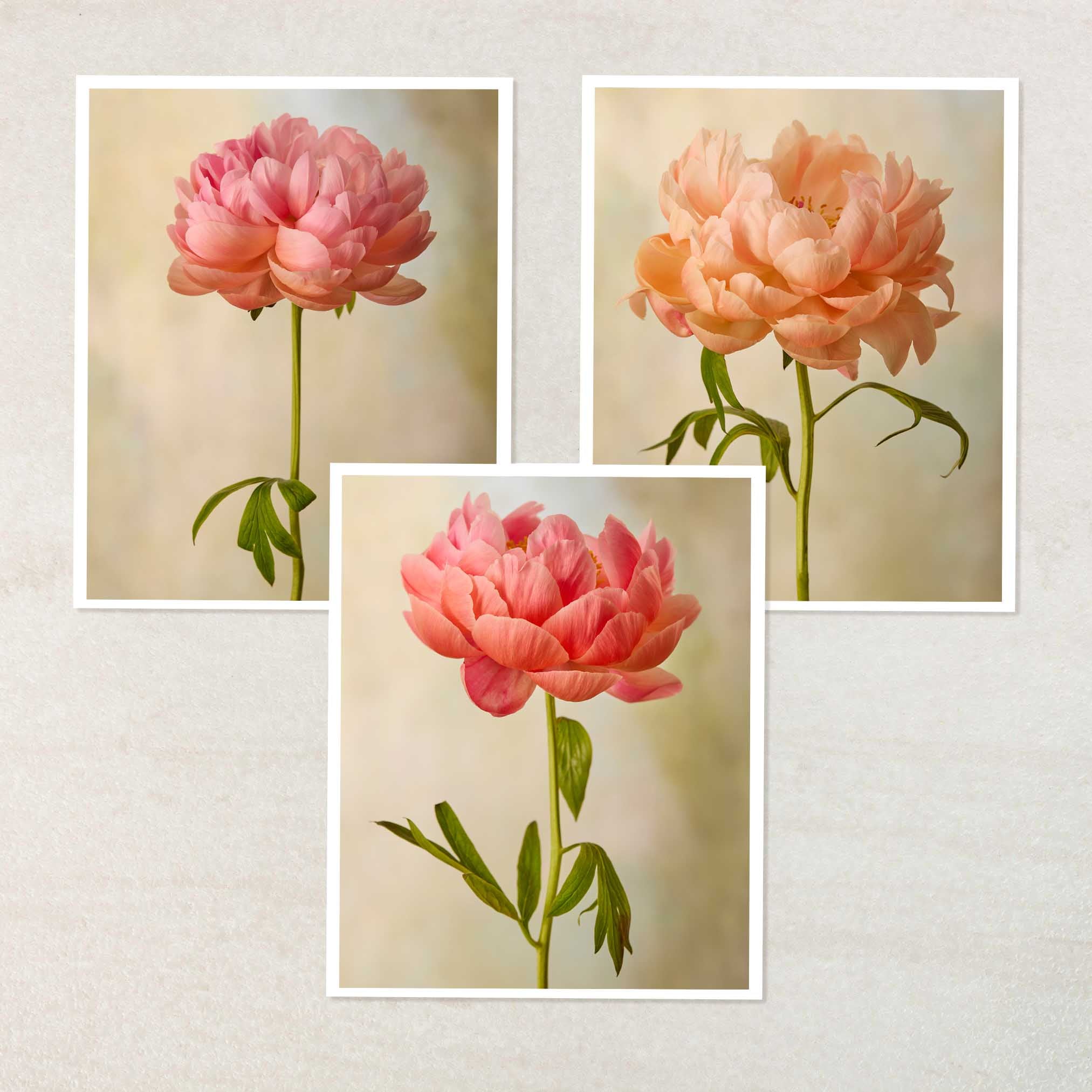 Coral Charm Peony - 3 Piece Art Set