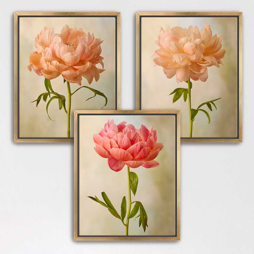 Coral Charm Peony - 3 Piece Art Set