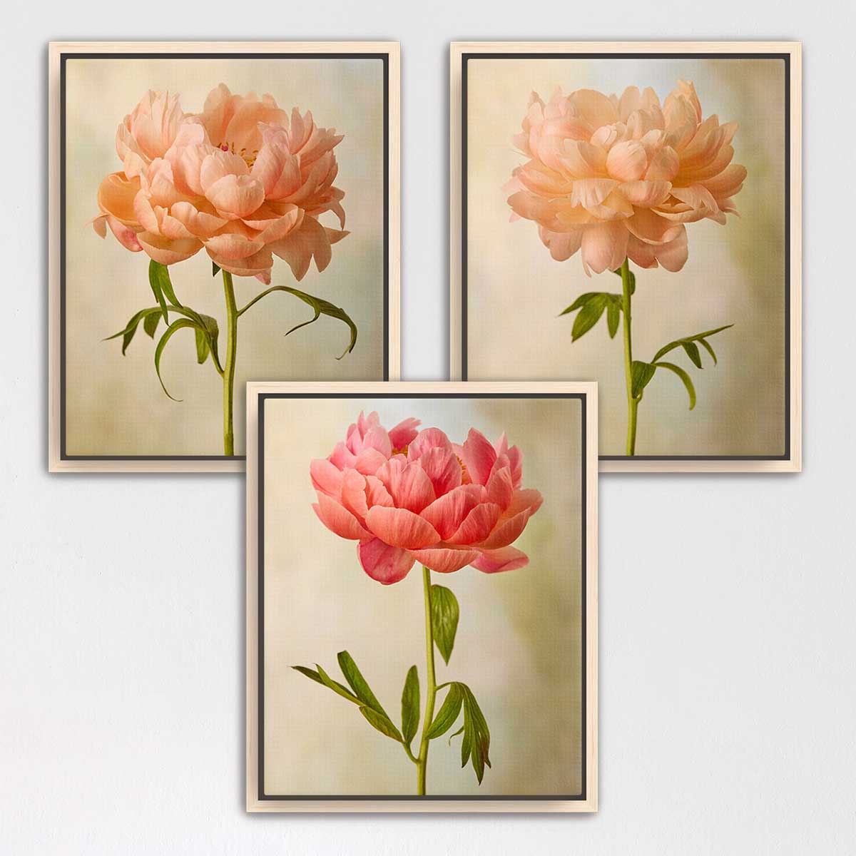 Coral Charm Peony - 3 Piece Art Set