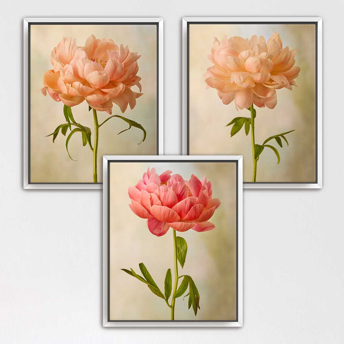 Coral Charm Peony - 3 Piece Art Set