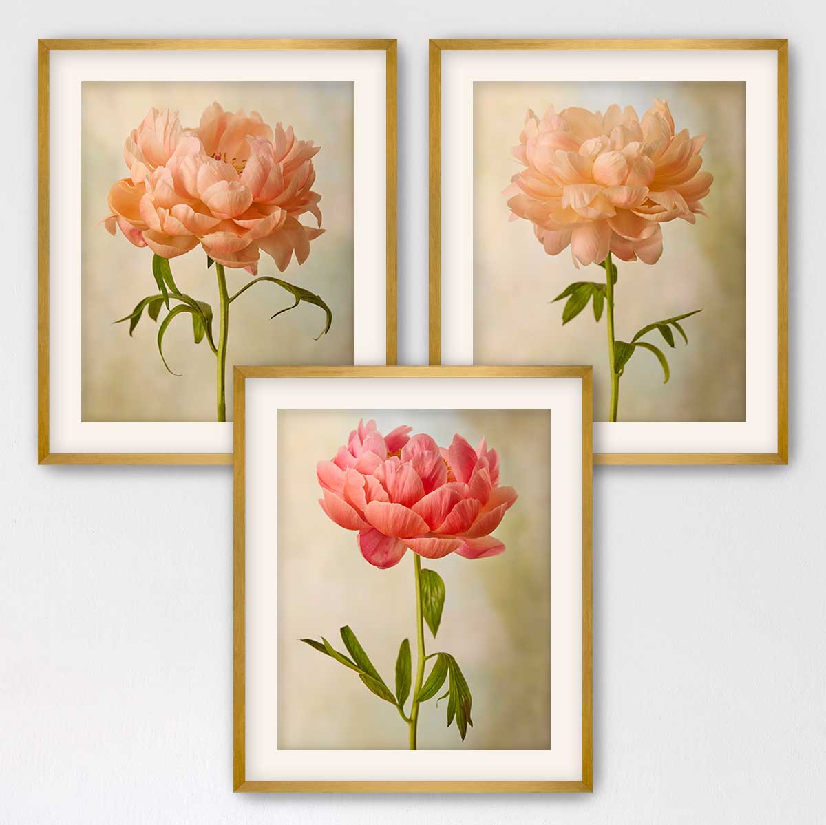 Coral Charm Peony - 3 Piece Art Set