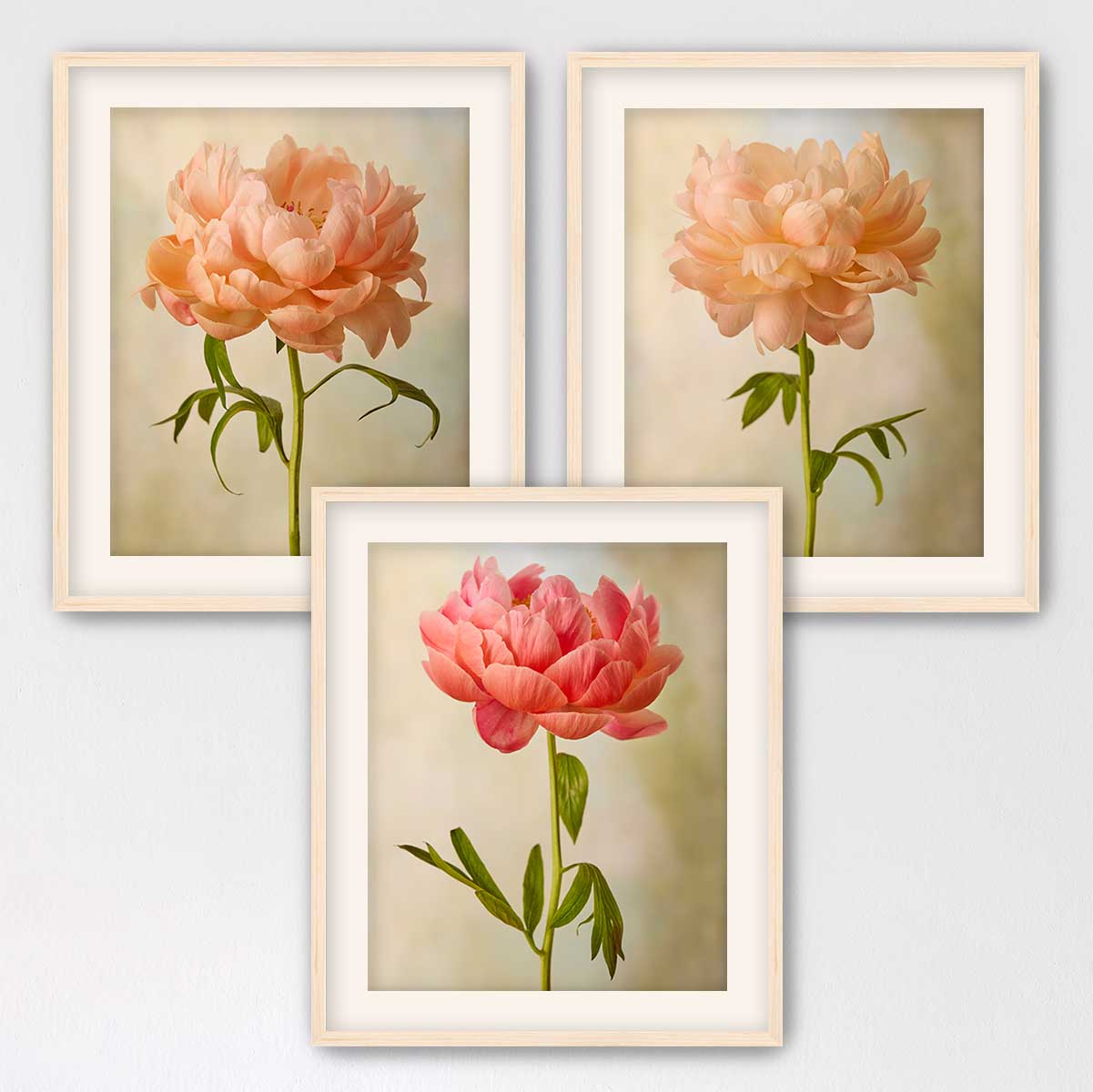 Coral Charm Peony - 3 Piece Art Set