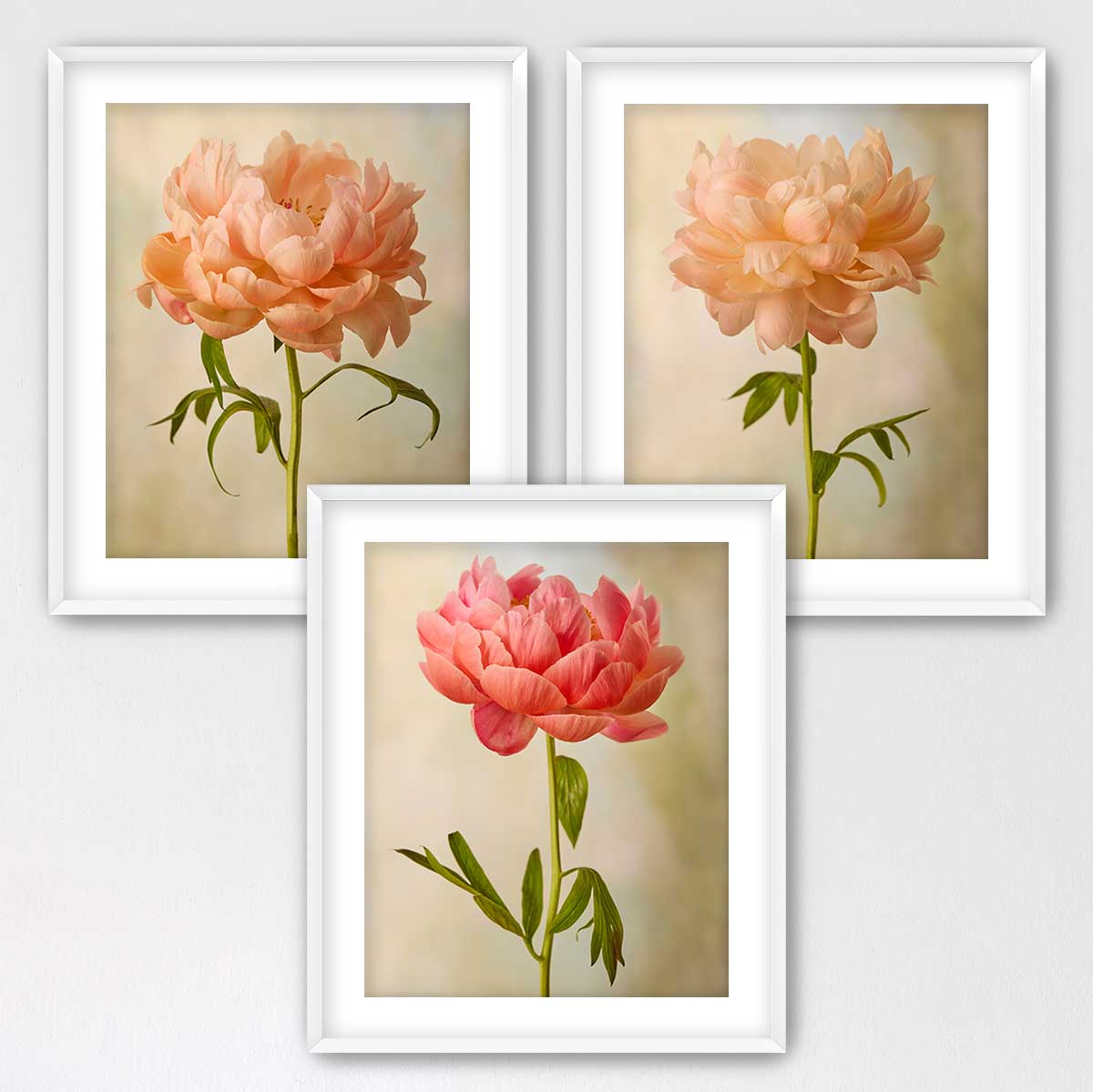 Coral Charm Peony - 3 Piece Art Set