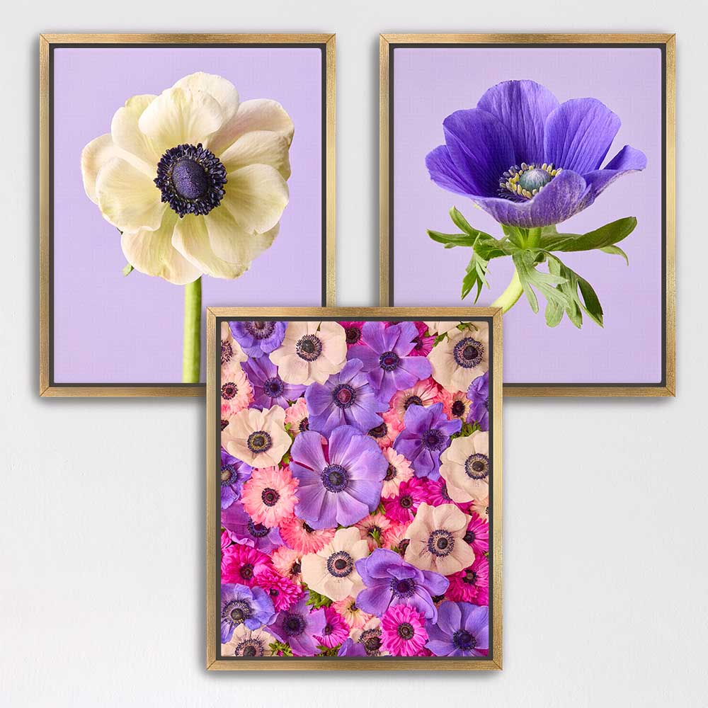 Anemone Portraits 3 Piece Art Set