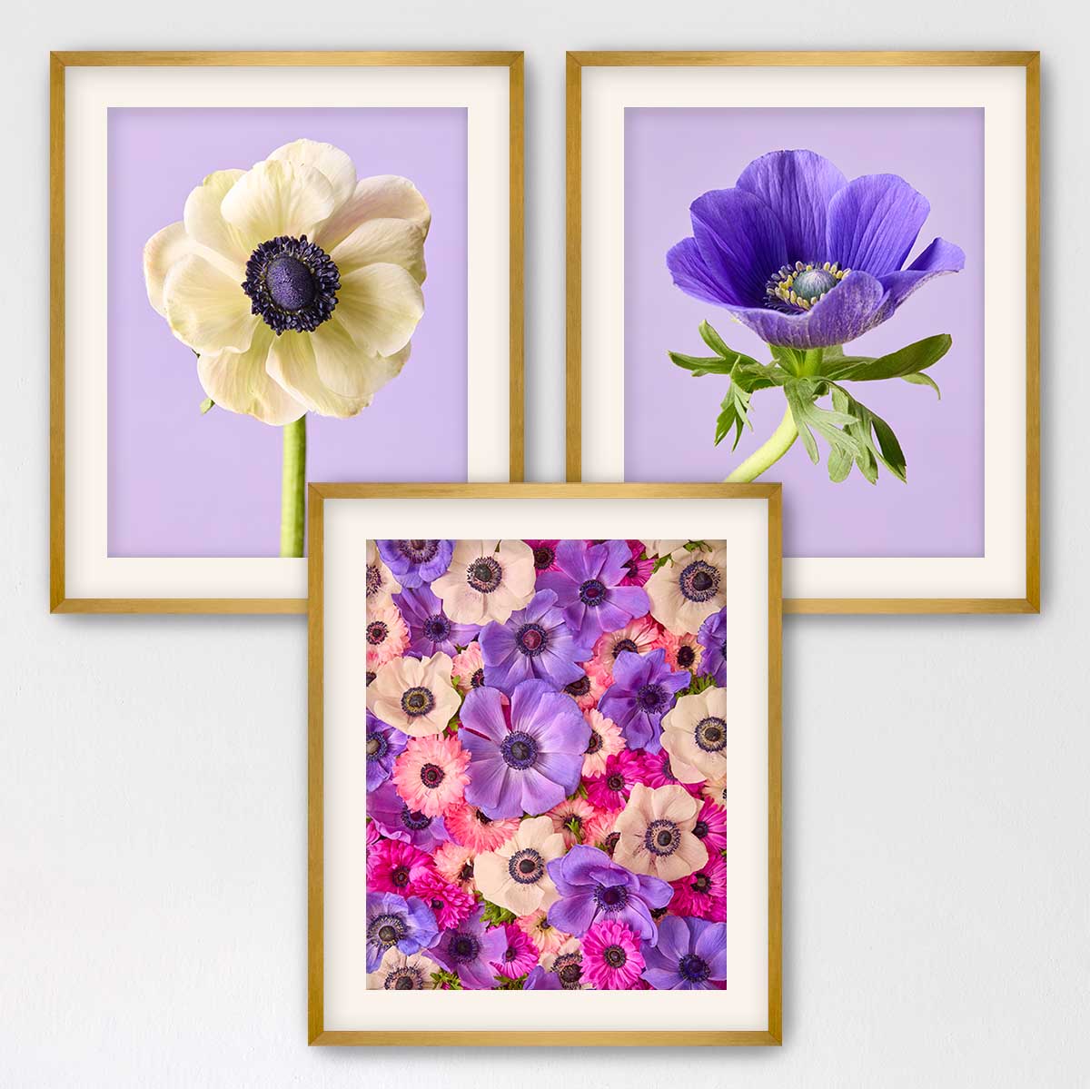 Anemone Portraits 3 Piece Art Set