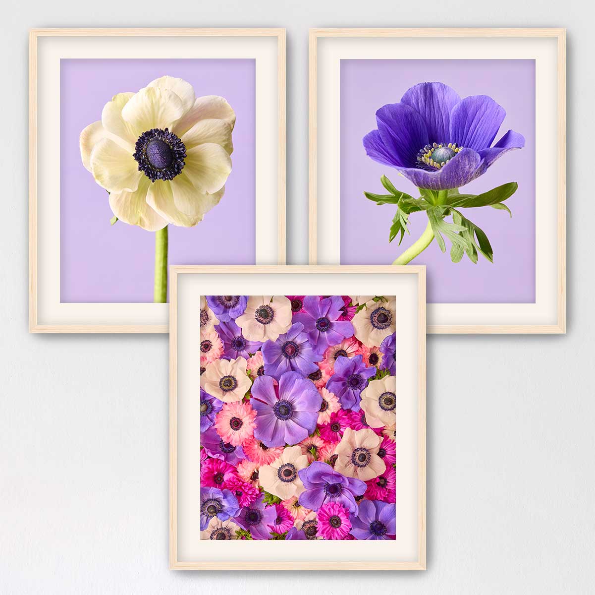 Anemone Portraits 3 Piece Art Set