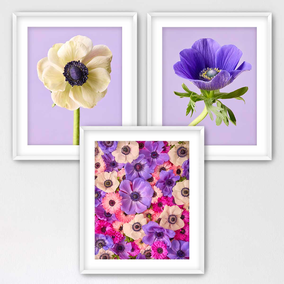 Anemone Portraits 3 Piece Art Set