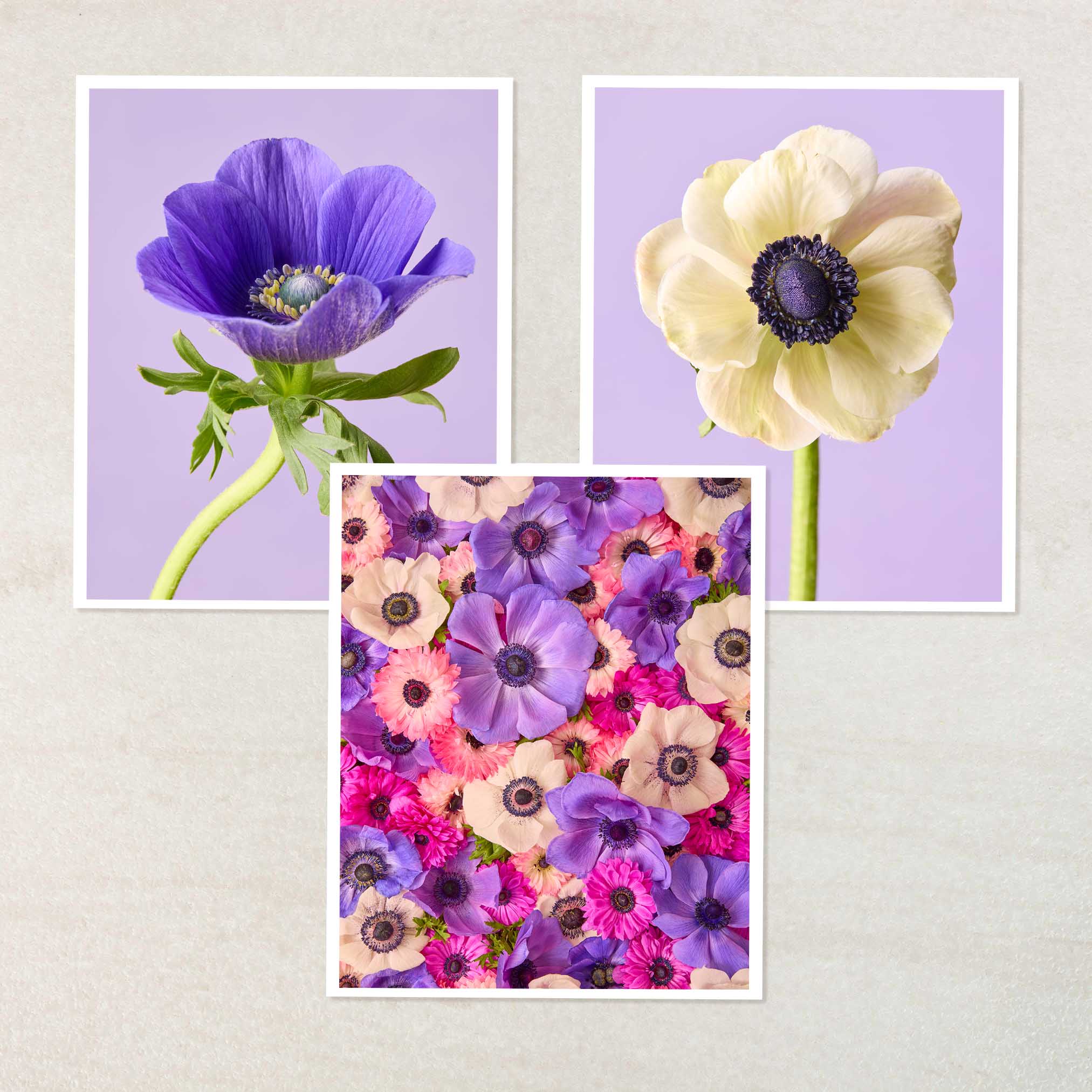 Anemone Portraits 3 Piece Art Set