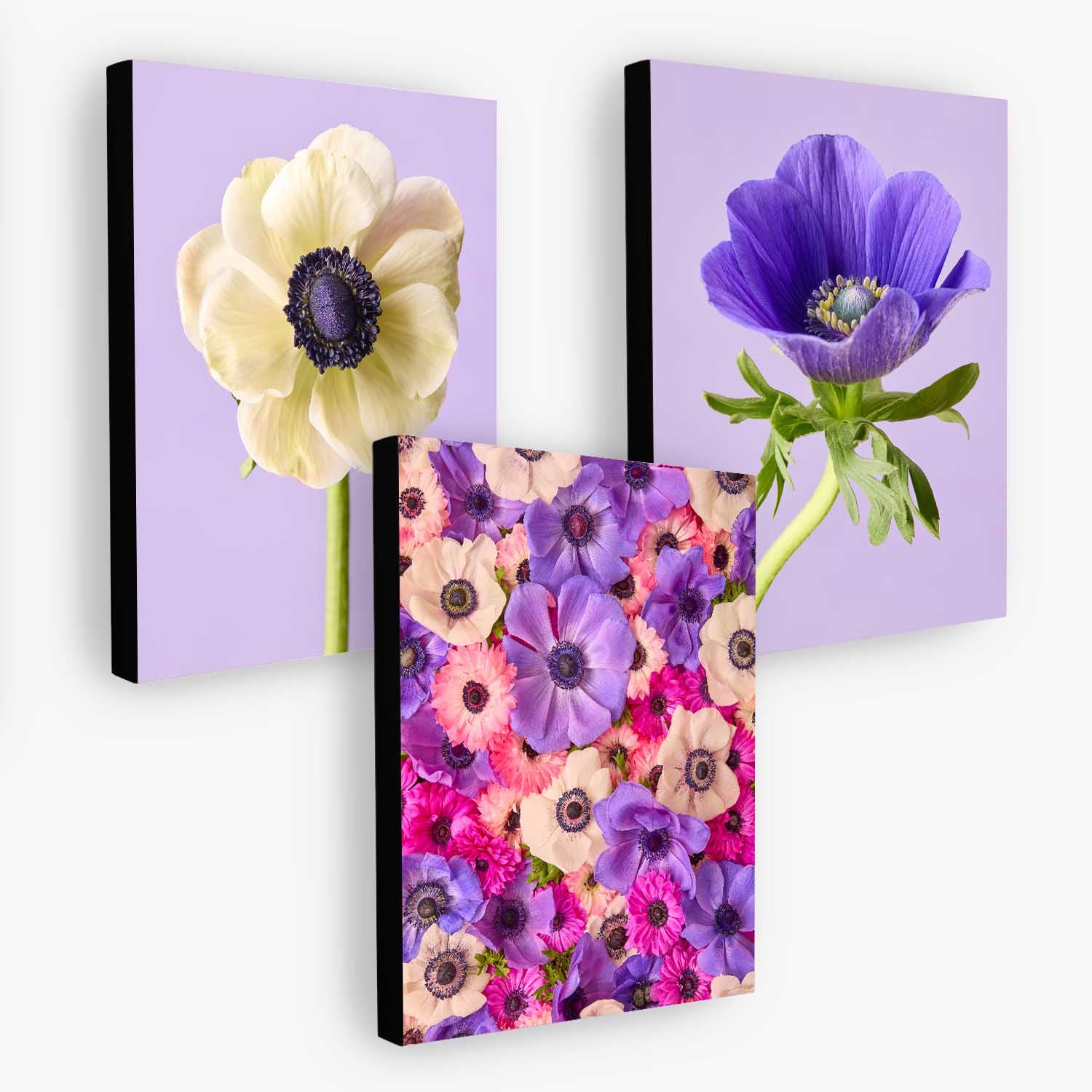 Anemone Portraits 3 Piece Art Set