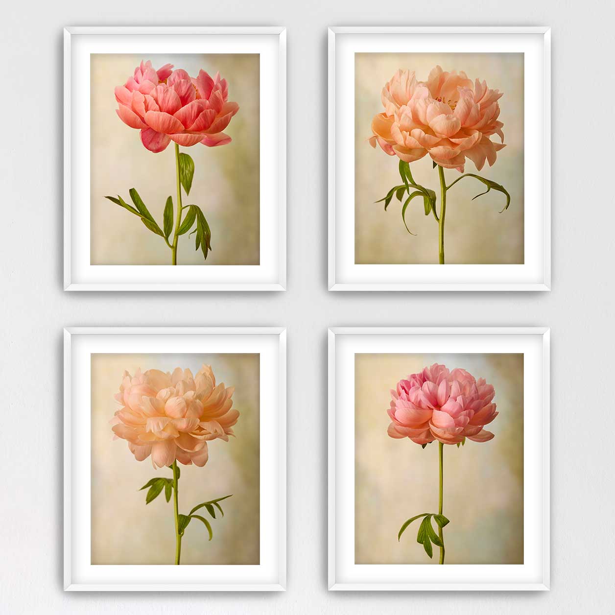 Coral Charm Peony 4 Piece Art Set