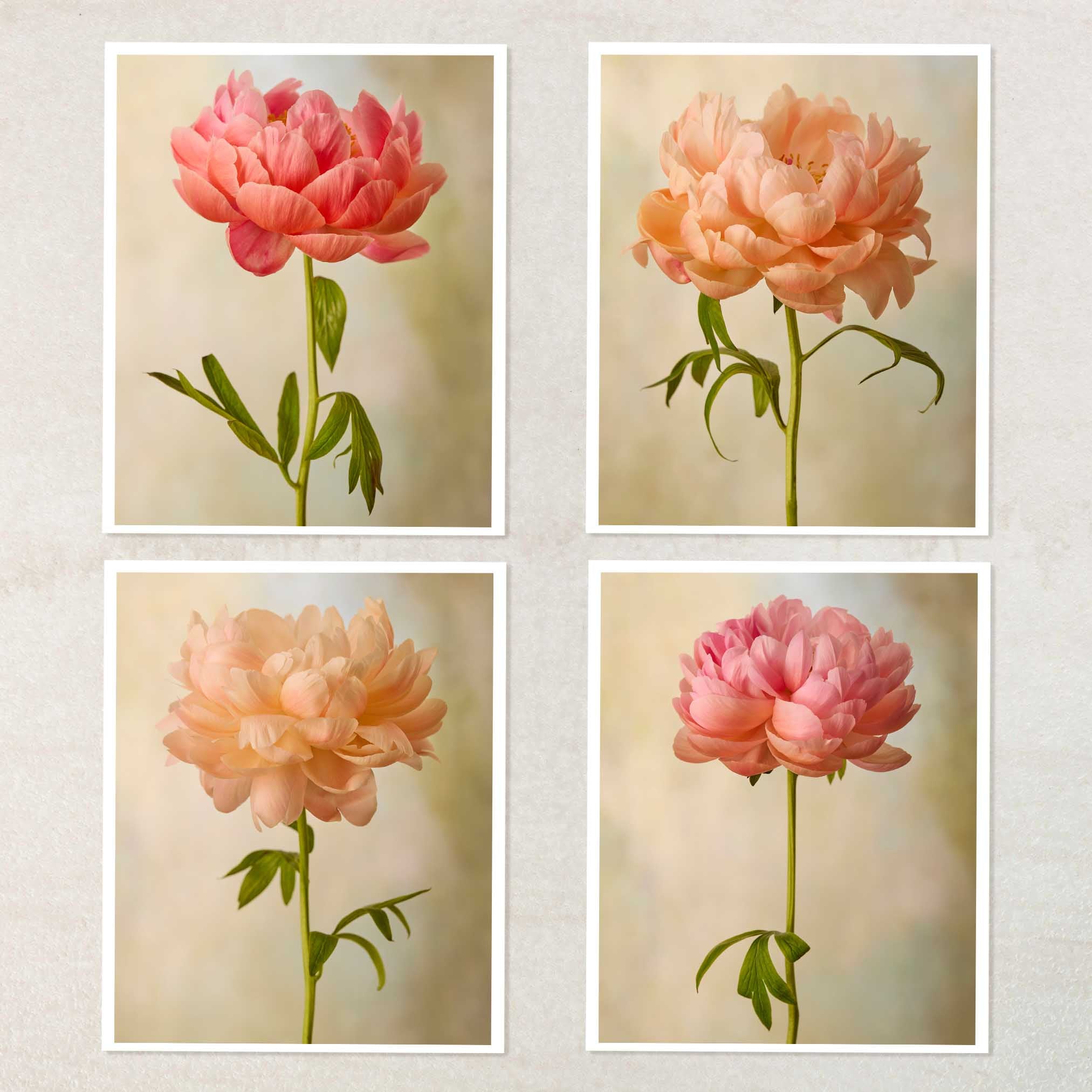 Coral Charm Peony 4 Piece Art Set